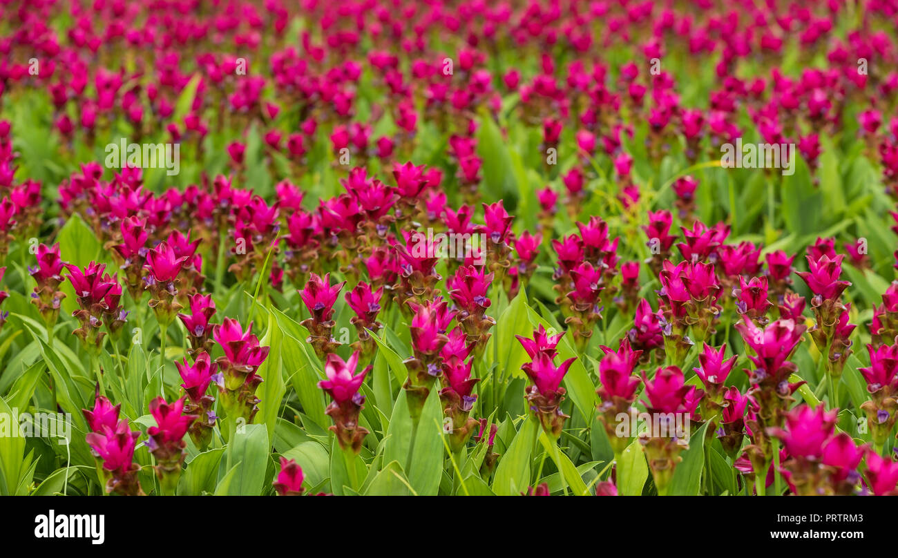 Curcuma is a genus of about 100 accepted species in the family Zingiberaceae that contains such species as turmeric and Siam Tulip. Stock Photo