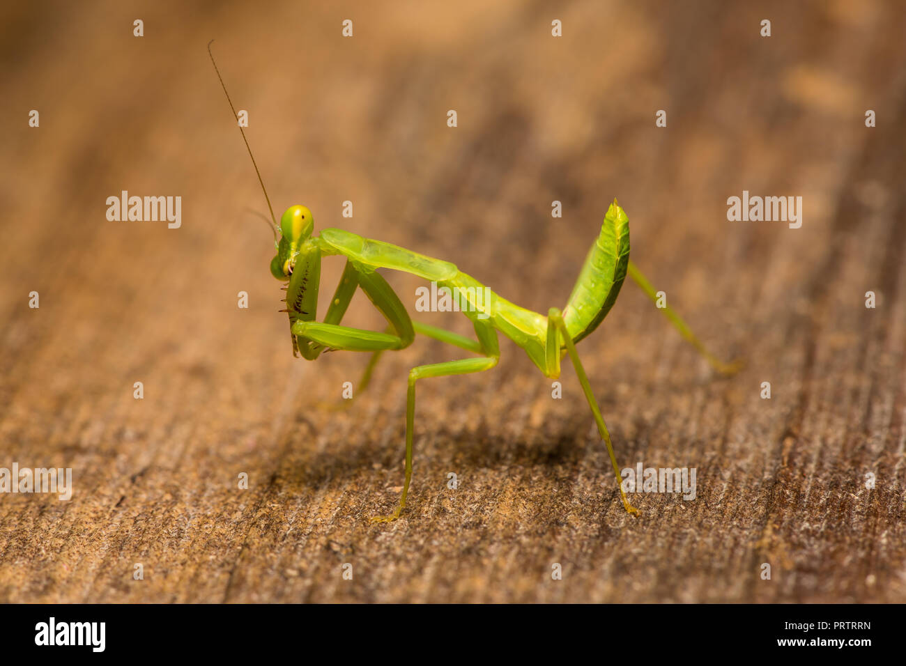 The praying mantis isolated on wooden background Stock Photo - Alamy