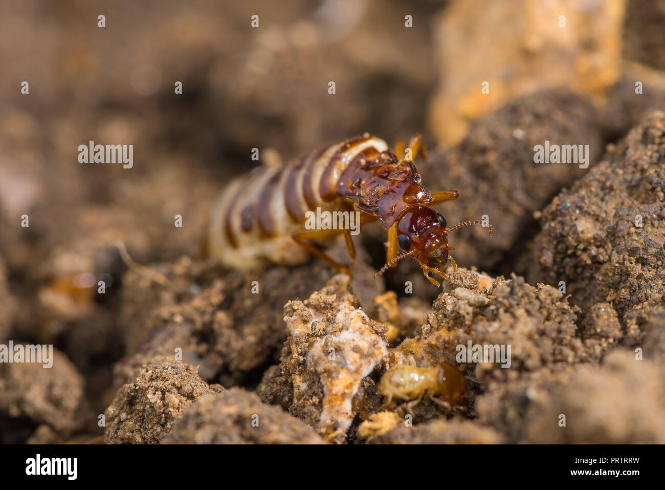 Schedorhinotermes queen termite sit on her nest. Stock Photo