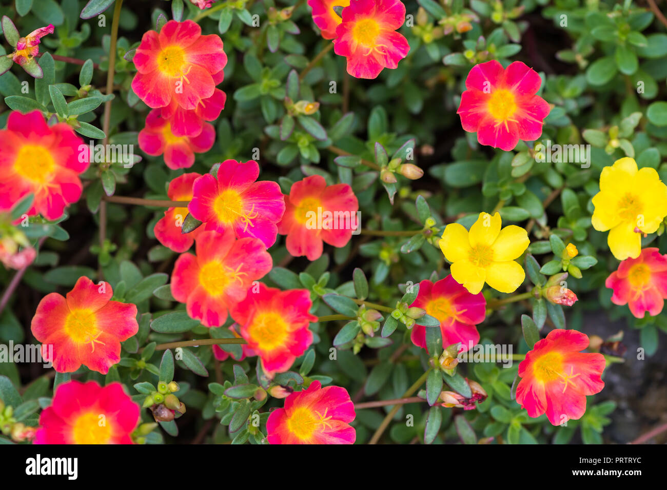 Common Purslane flower for background Stock Photo
