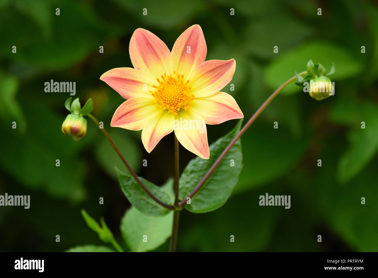 A yellow and peach dahlia and its buds Stock Photo - Alamy