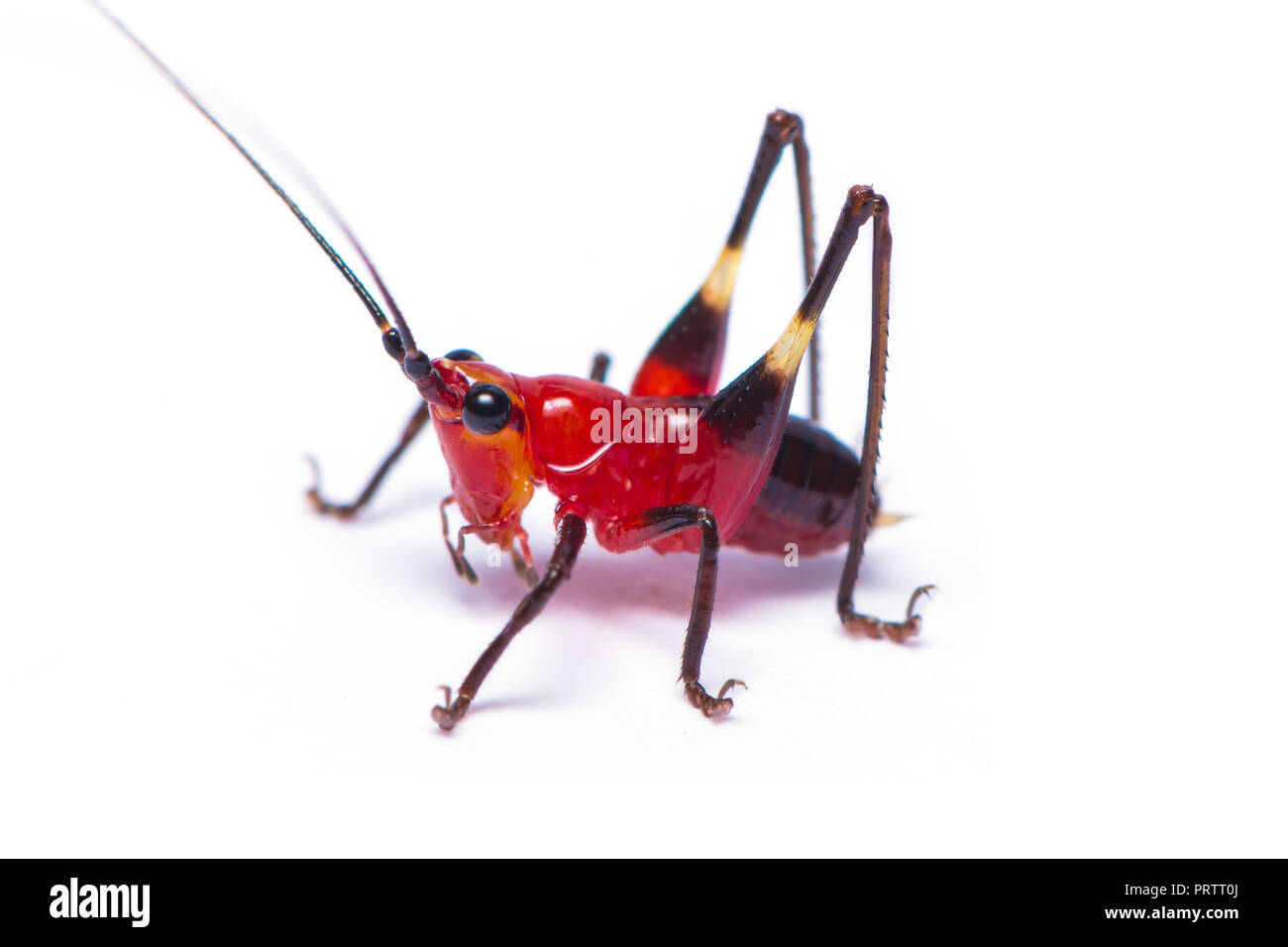 A red bush cricket or Conocephalus melanus isolated on white background ...