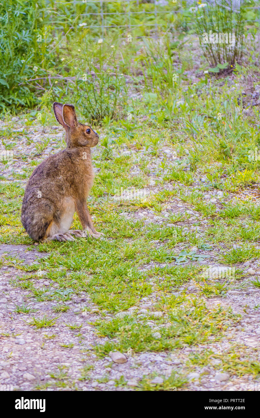 Audubons cottontail rabbit hi-res stock photography and images - Alamy