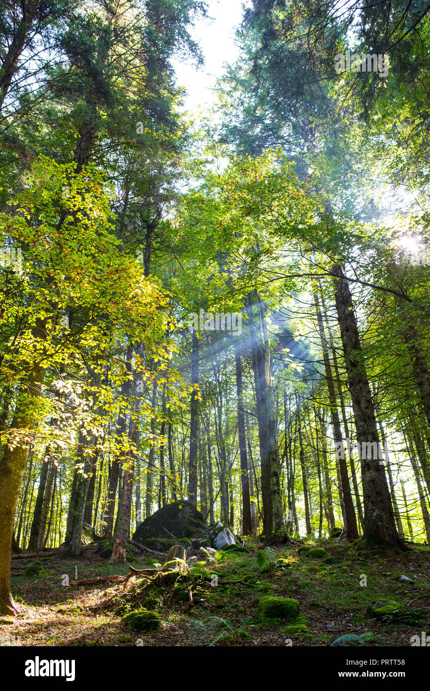 THe forest in asiago Stock Photo Alamy