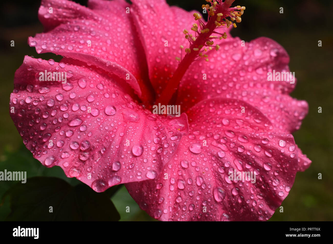 A pink hibiscus flower with water droplets. Stock Photo