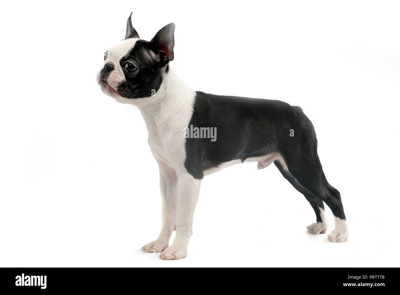 Boston Terrier standard in white photo studio Stock Photo Alamy