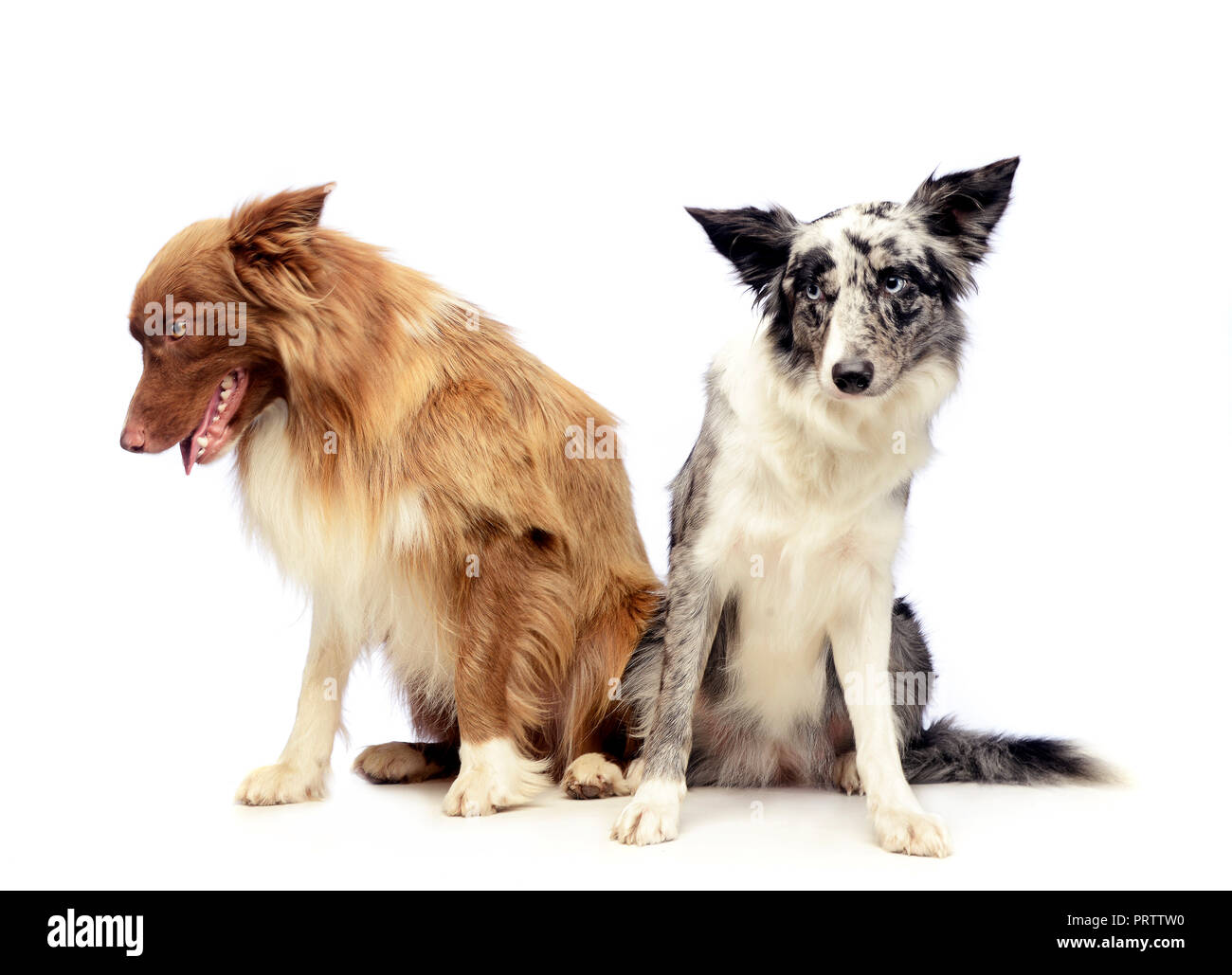 Two Border Collie Sitting In The White Background Stock Photo - Alamy