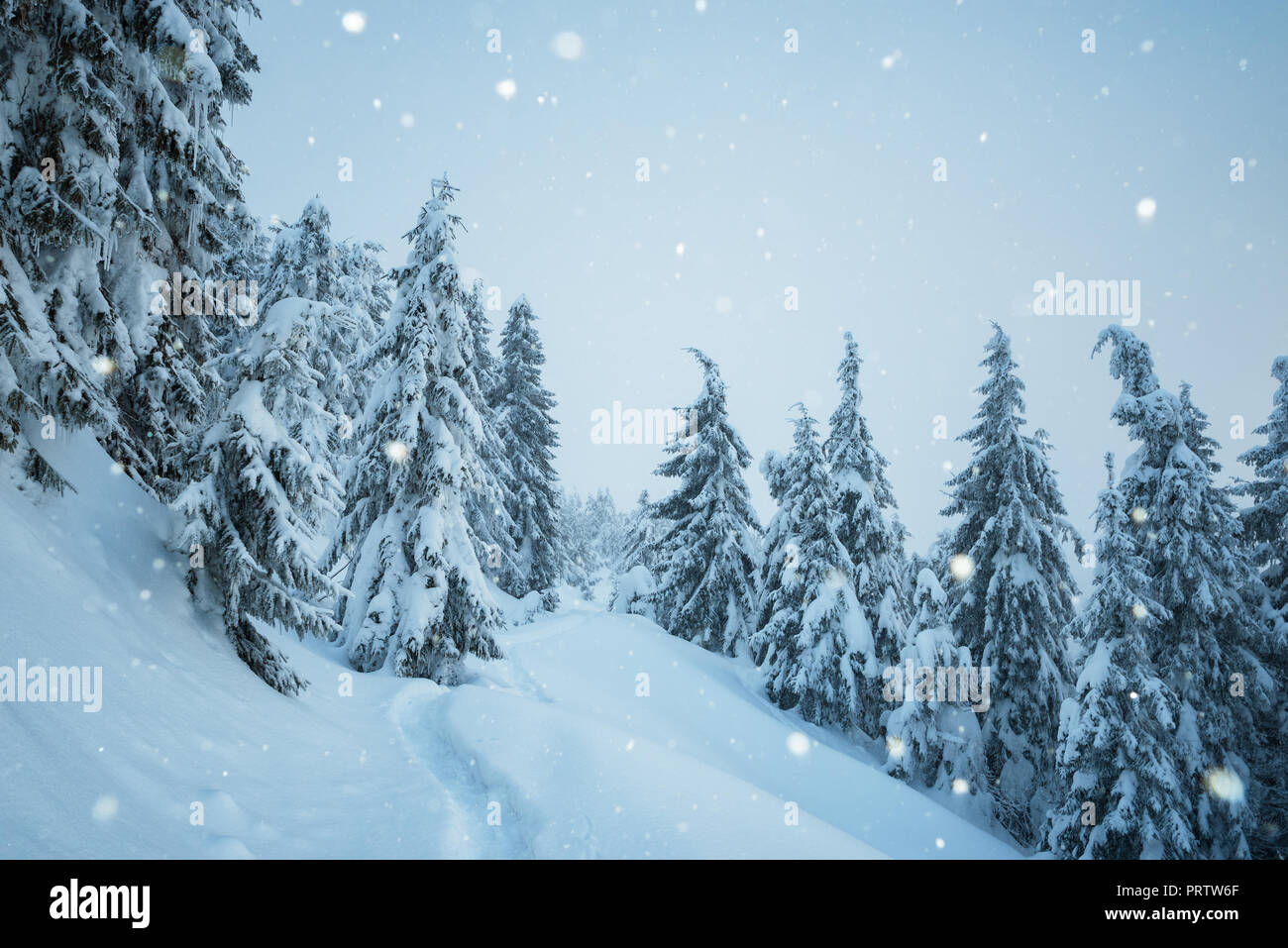 Snowfall magc snowing   秋の雪景色 KateWinterWonderlandBackdropSn