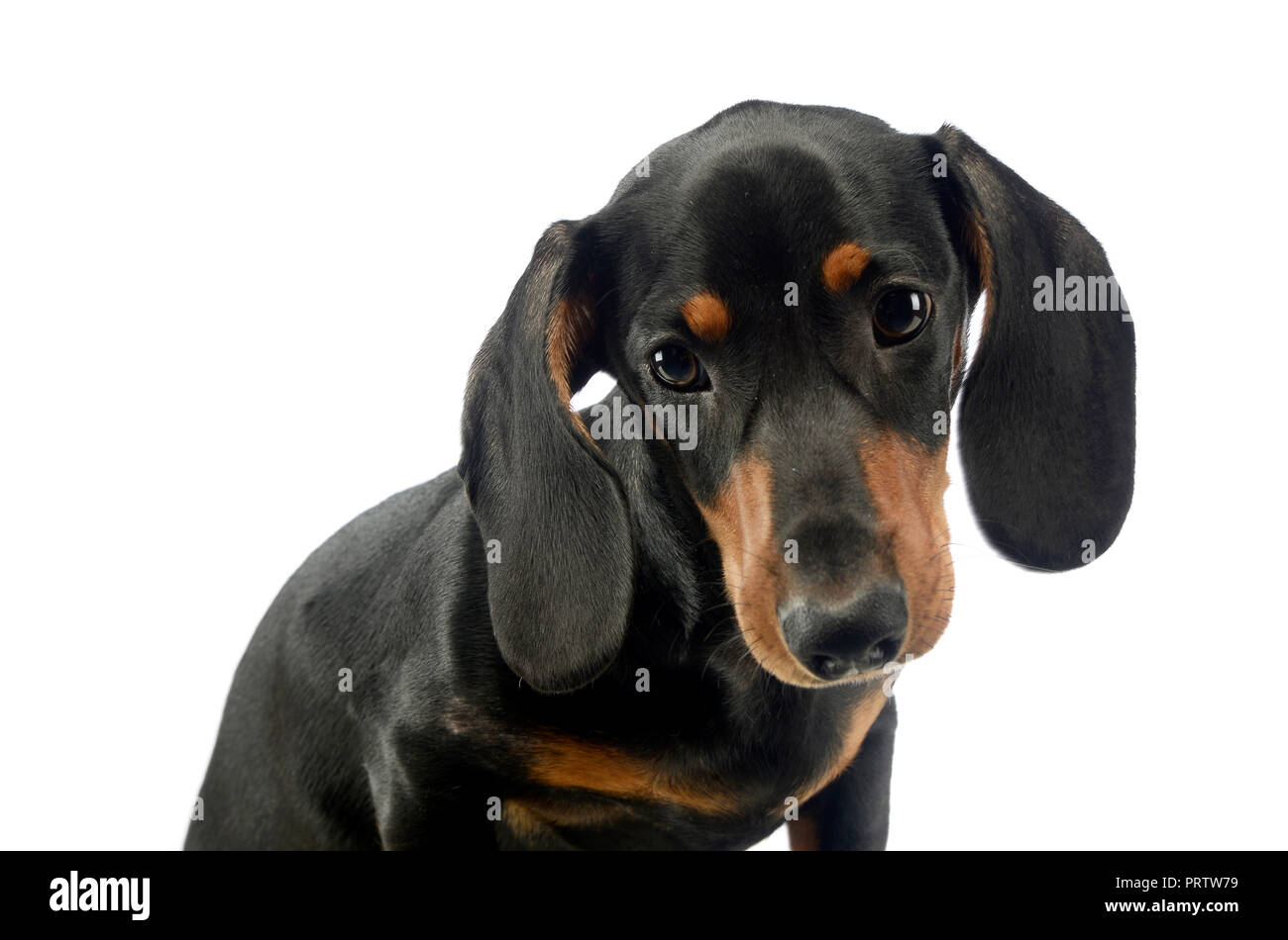 Short Hair Puppy Dachshund Portrait In White Background Stock