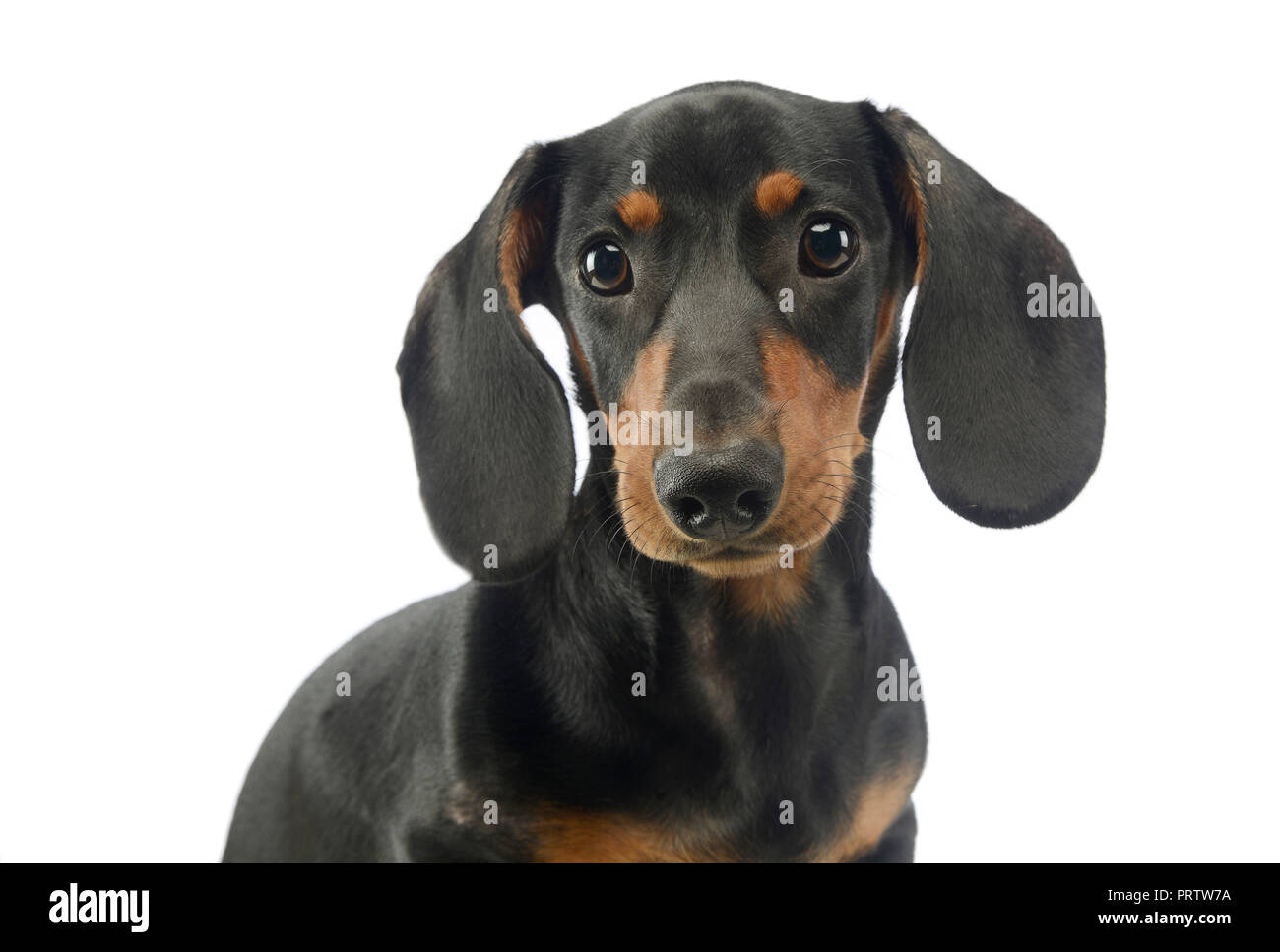 Short Hair Puppy Dachshund Portrait In White Background Stock