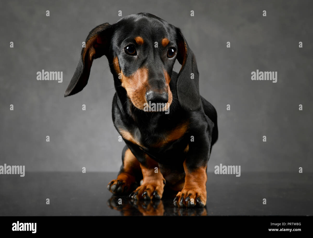 Short Hair Puppy Dachshund Portrait In Gray Background Stock