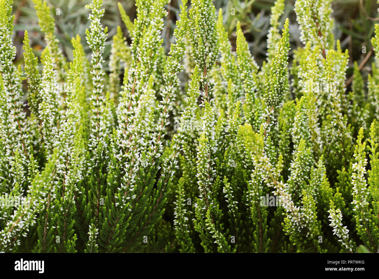 Blooming field of Ling also called Common and Scottish Heather, White Heather flowers (Calluna vulgaris) Stock Photo