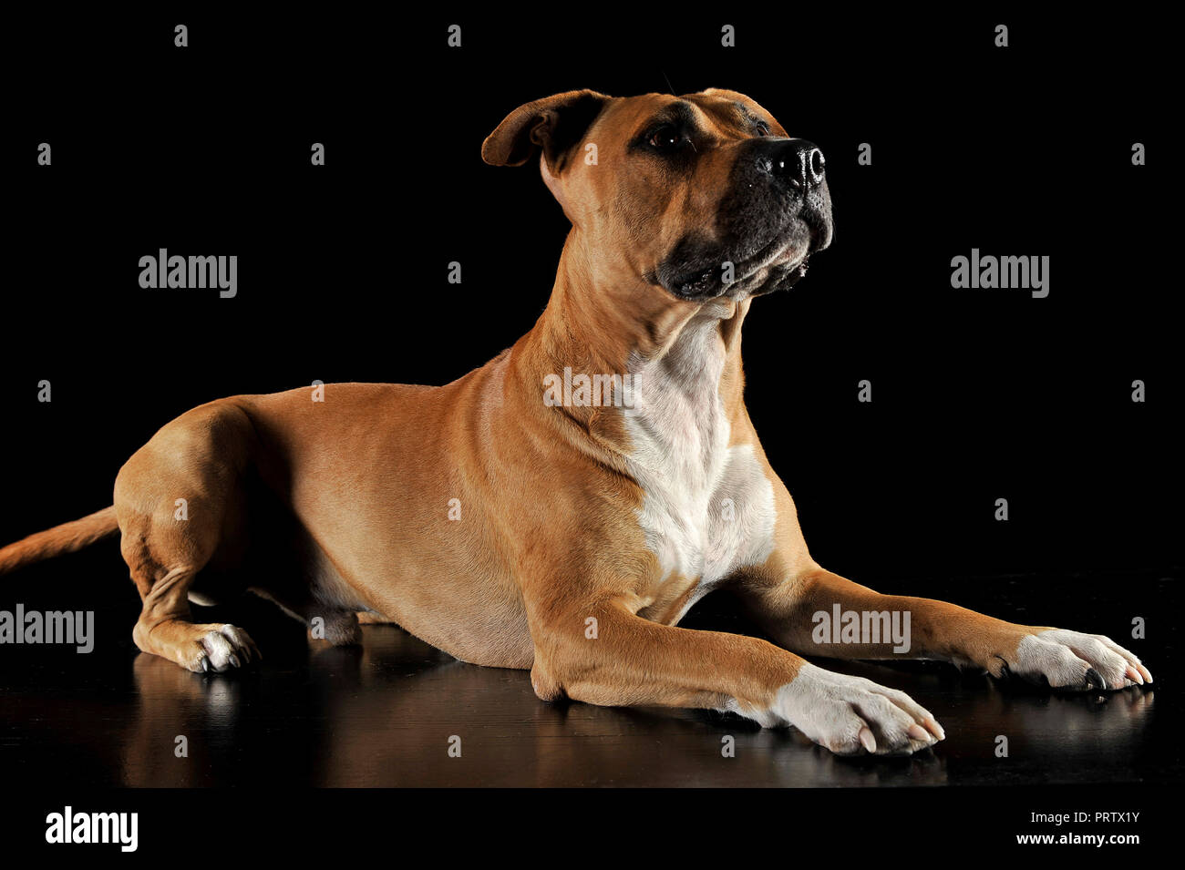 American staffordshire shire 2025