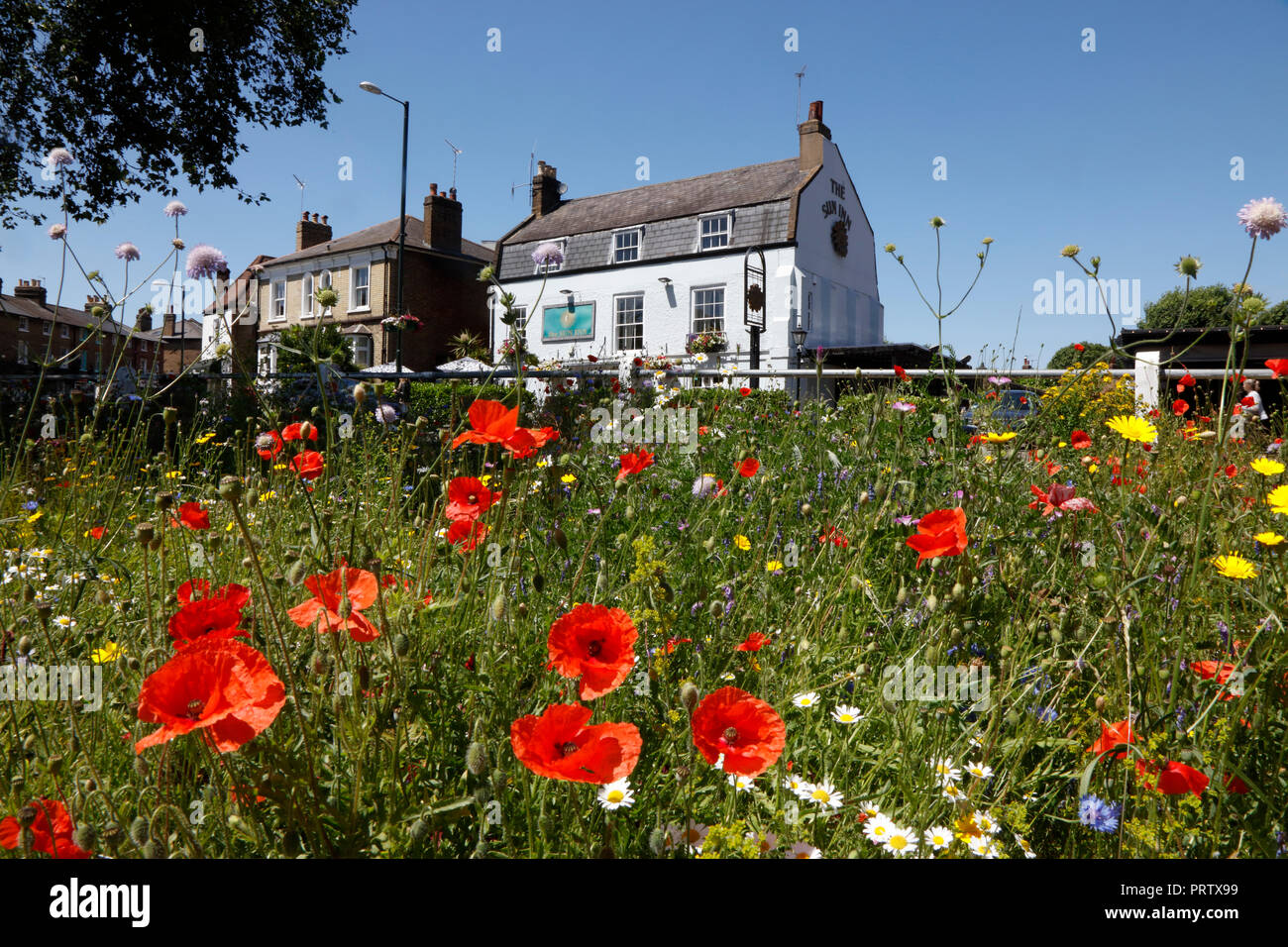 Wildflower meadow in front of the Sun Inn at Barnes, London, UK Stock Photo