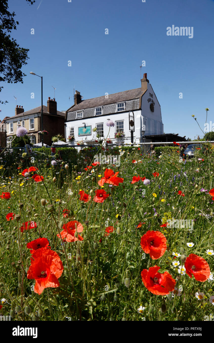 Wildflower meadow in front of the Sun Inn at Barnes, London, UK Stock Photo