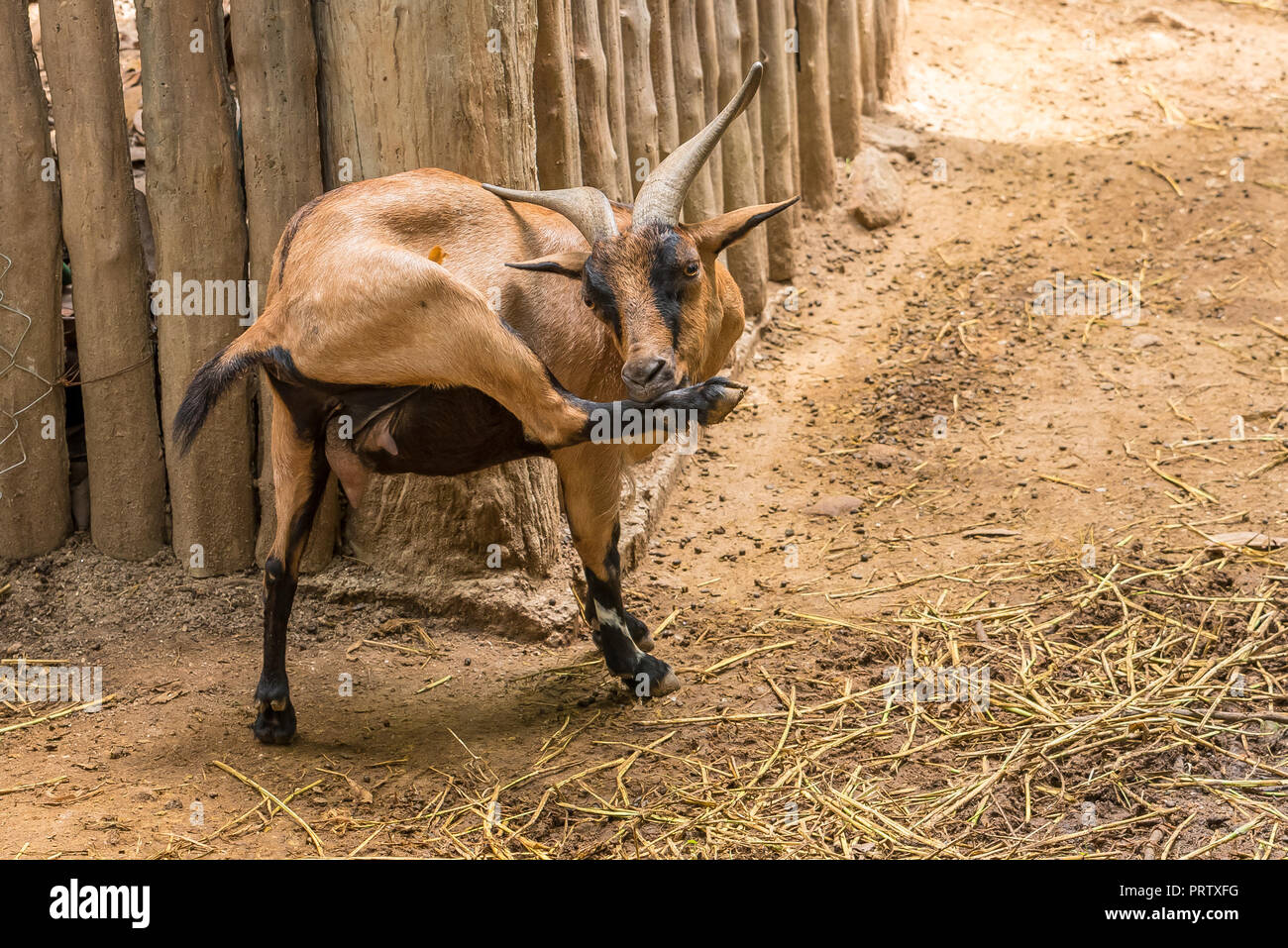 The female billy goat lifting up her right leg and use the mouth to