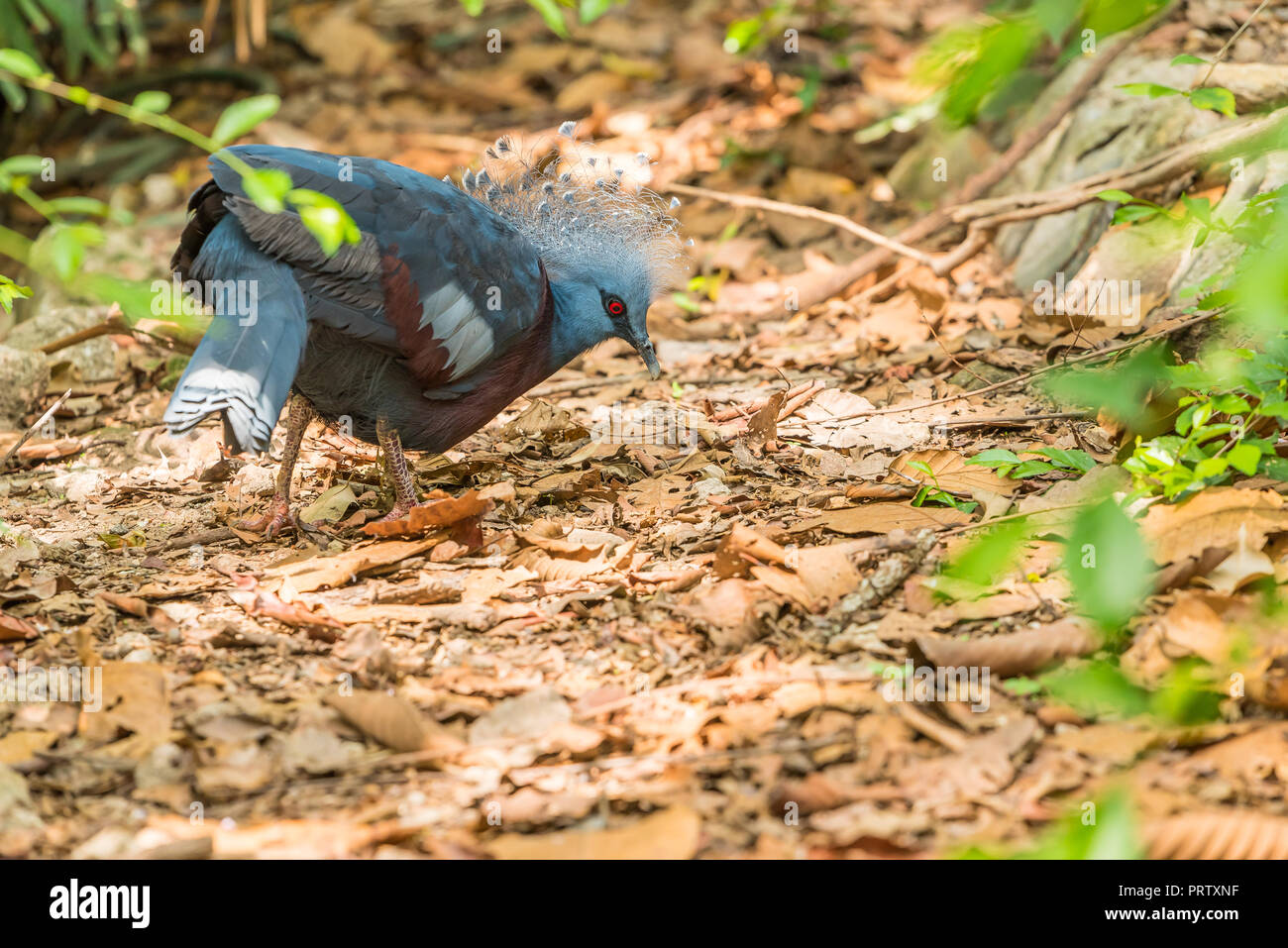 Victoria Crowned Pigeon Is Looking For Food On The Forest Floor
