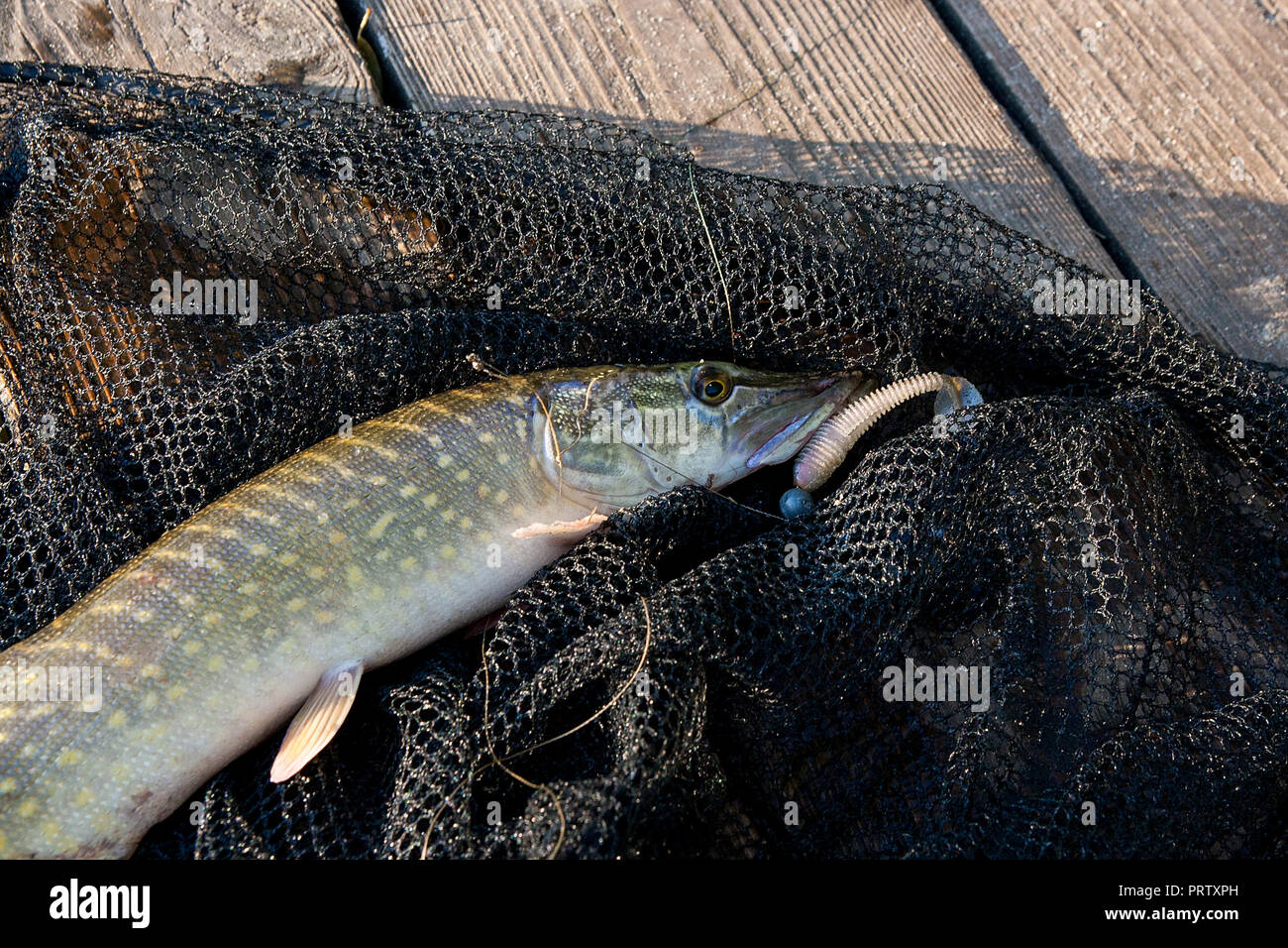 Freshwater Northern pike fish know as Esox Lucius lying on black fishing net.  Fishing concept, good catch - big freshwater pike with jig bait in mouth  Stock Photo - Alamy