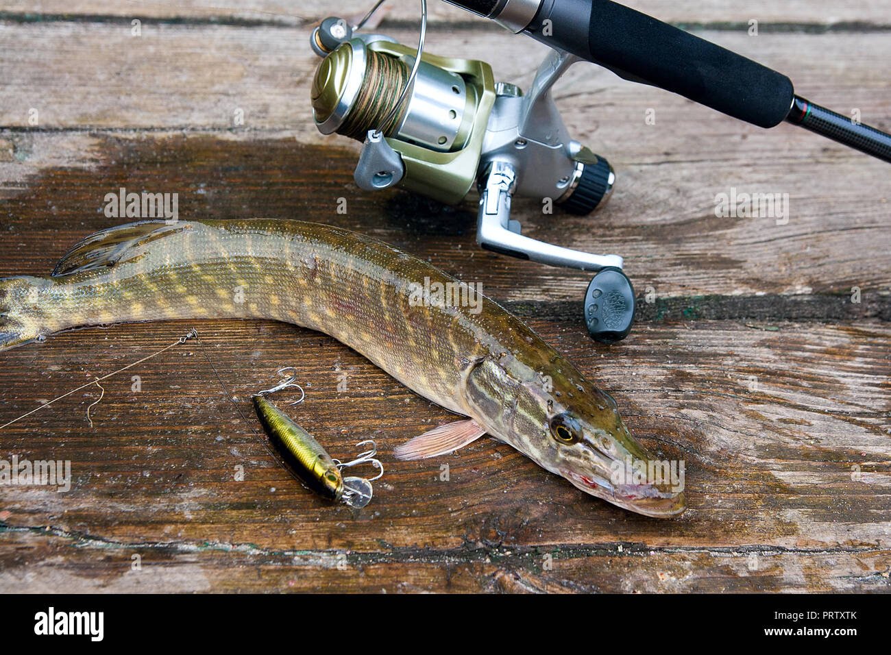 Freshwater Northern pike fish know as Esox Lucius and fishing rod with reel  lying on vintage wooden background. Fishing concept, good catch - big fres  Stock Photo - Alamy