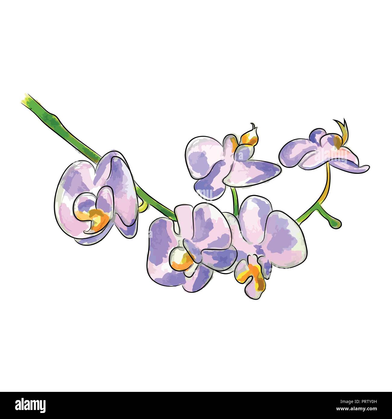The watercolor vector illustration of a pink orchid flower. Stock Vector