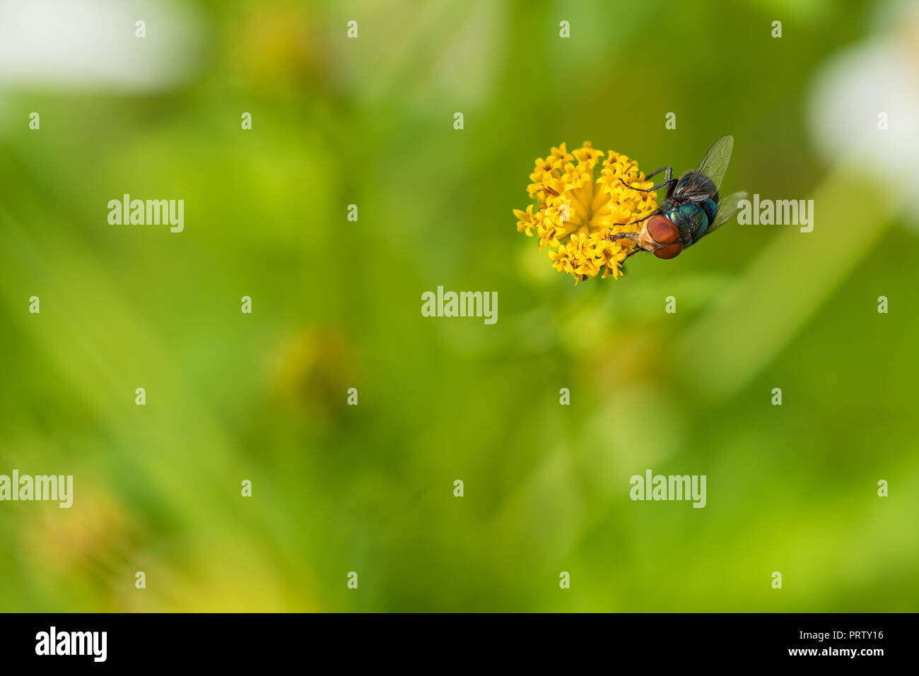 Some blue bottle flies eat pollen and nectar but mostly feed on carrion