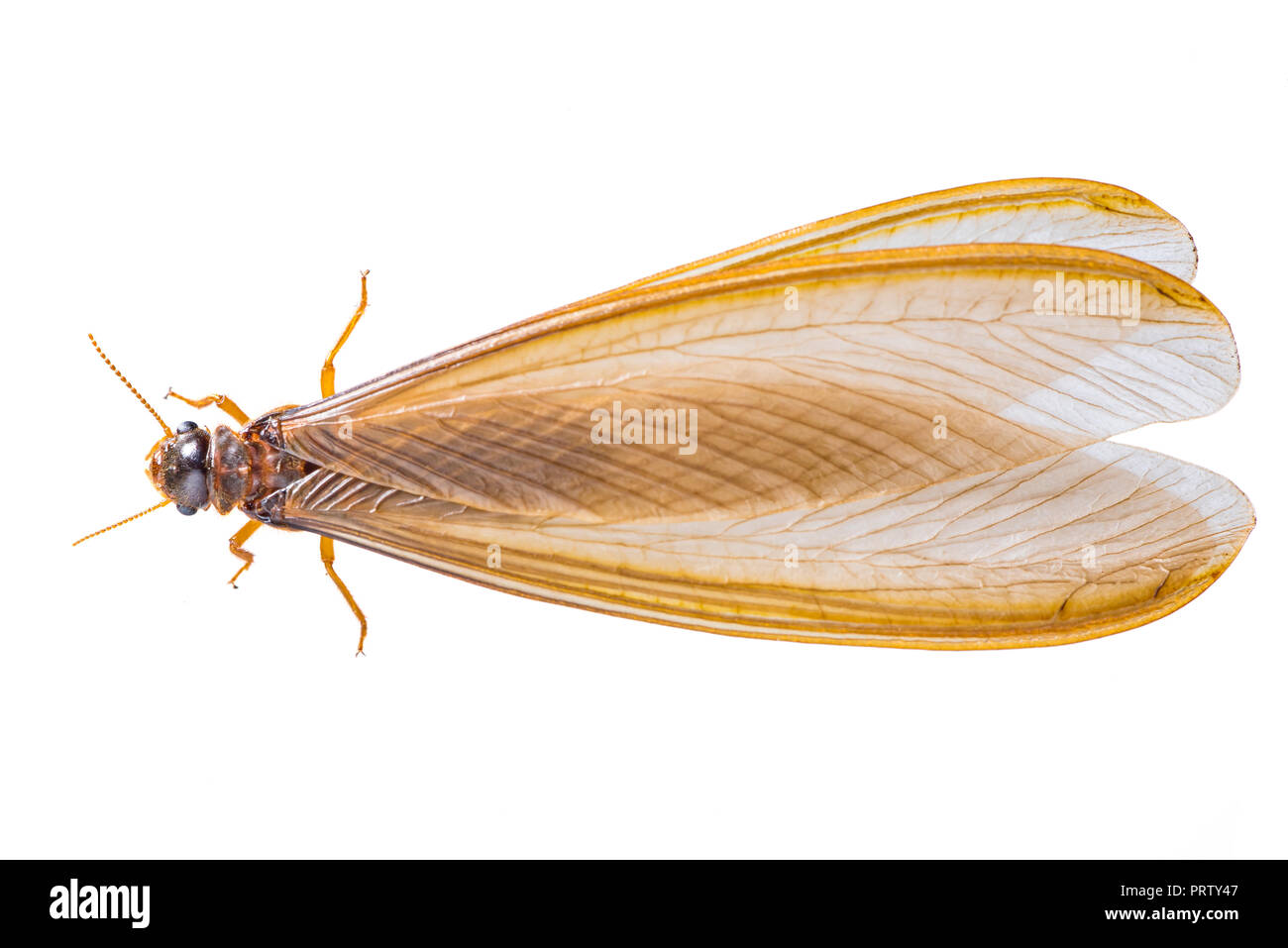 A flying termite or Alates isolated on white background. Stock Photo