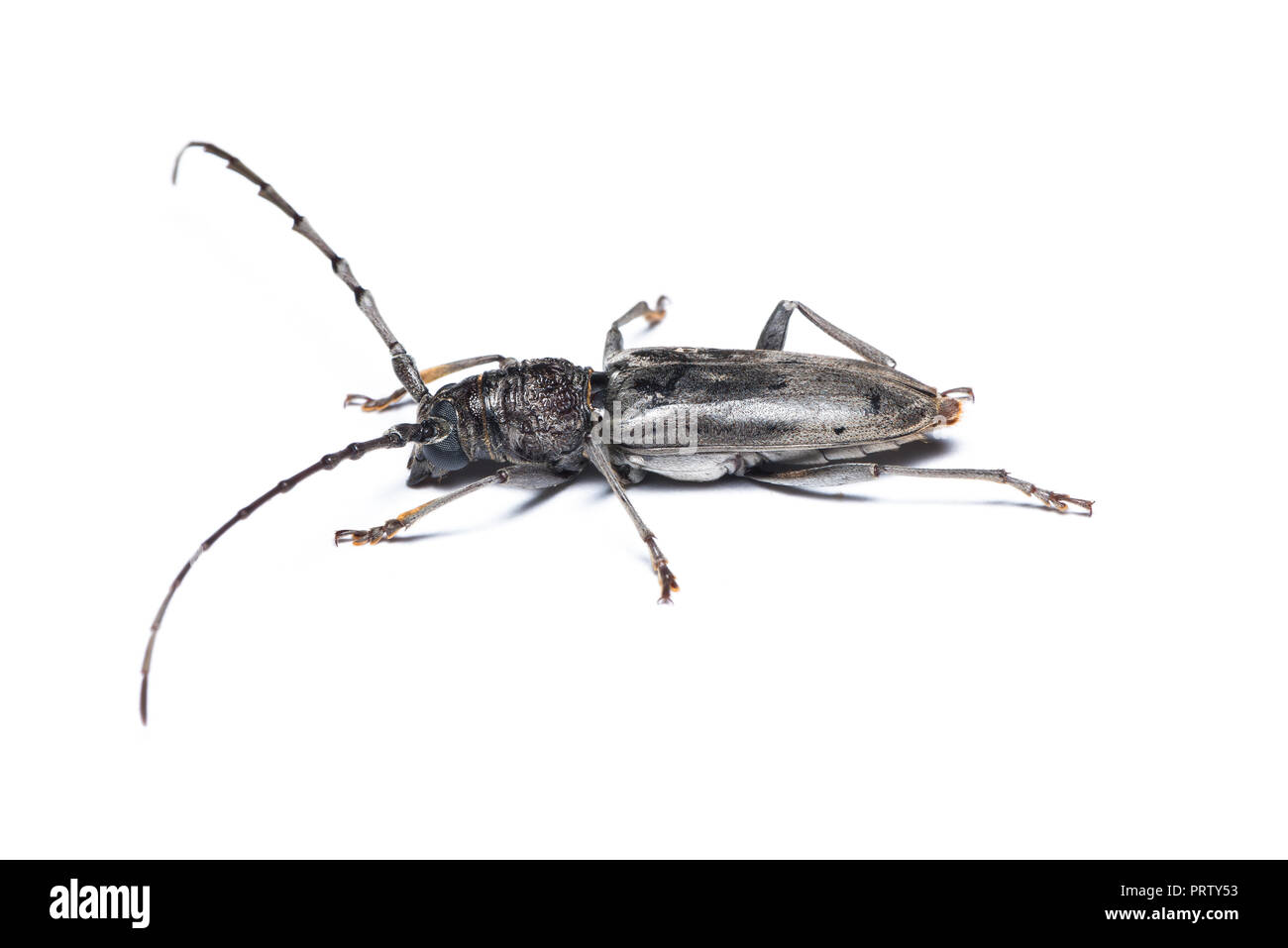 Aeolesthes sarta beetle isolated on white background Stock Photo - Alamy