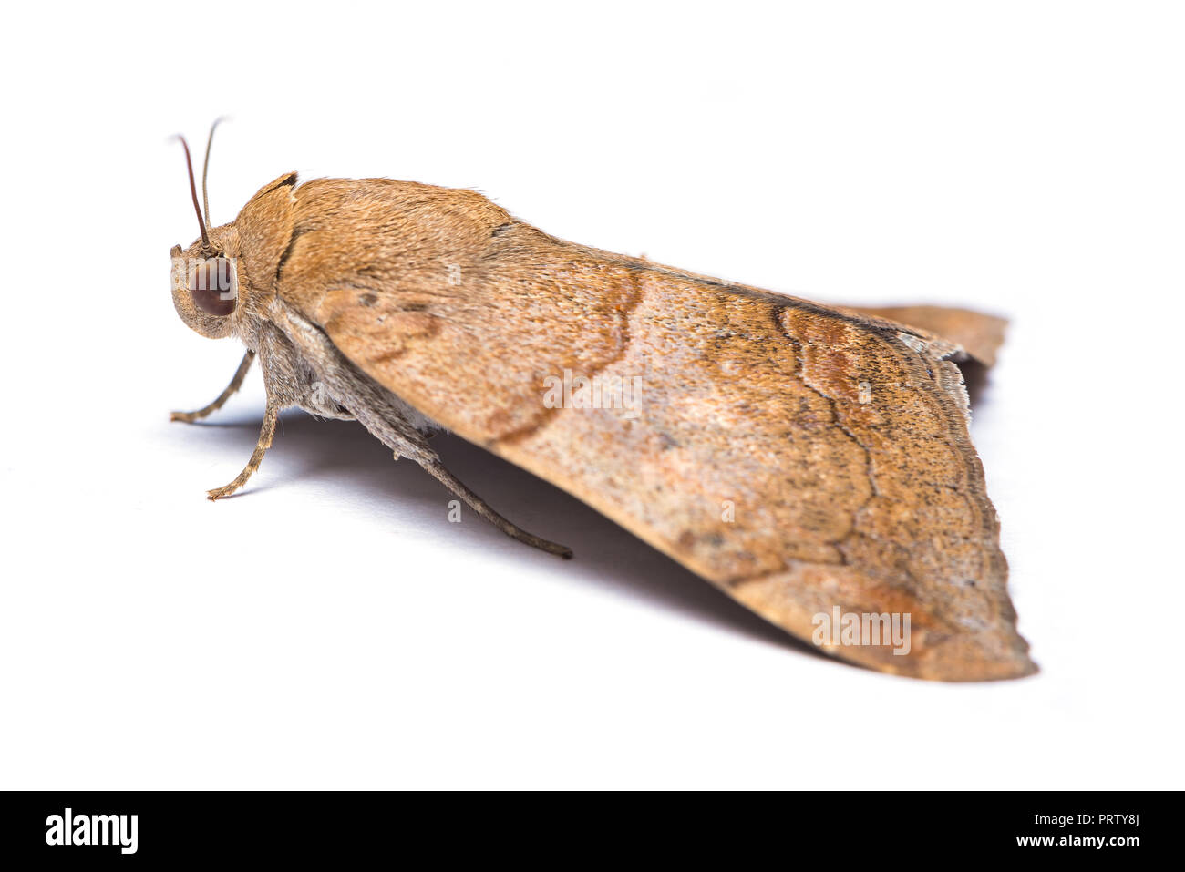 Stem borer sale