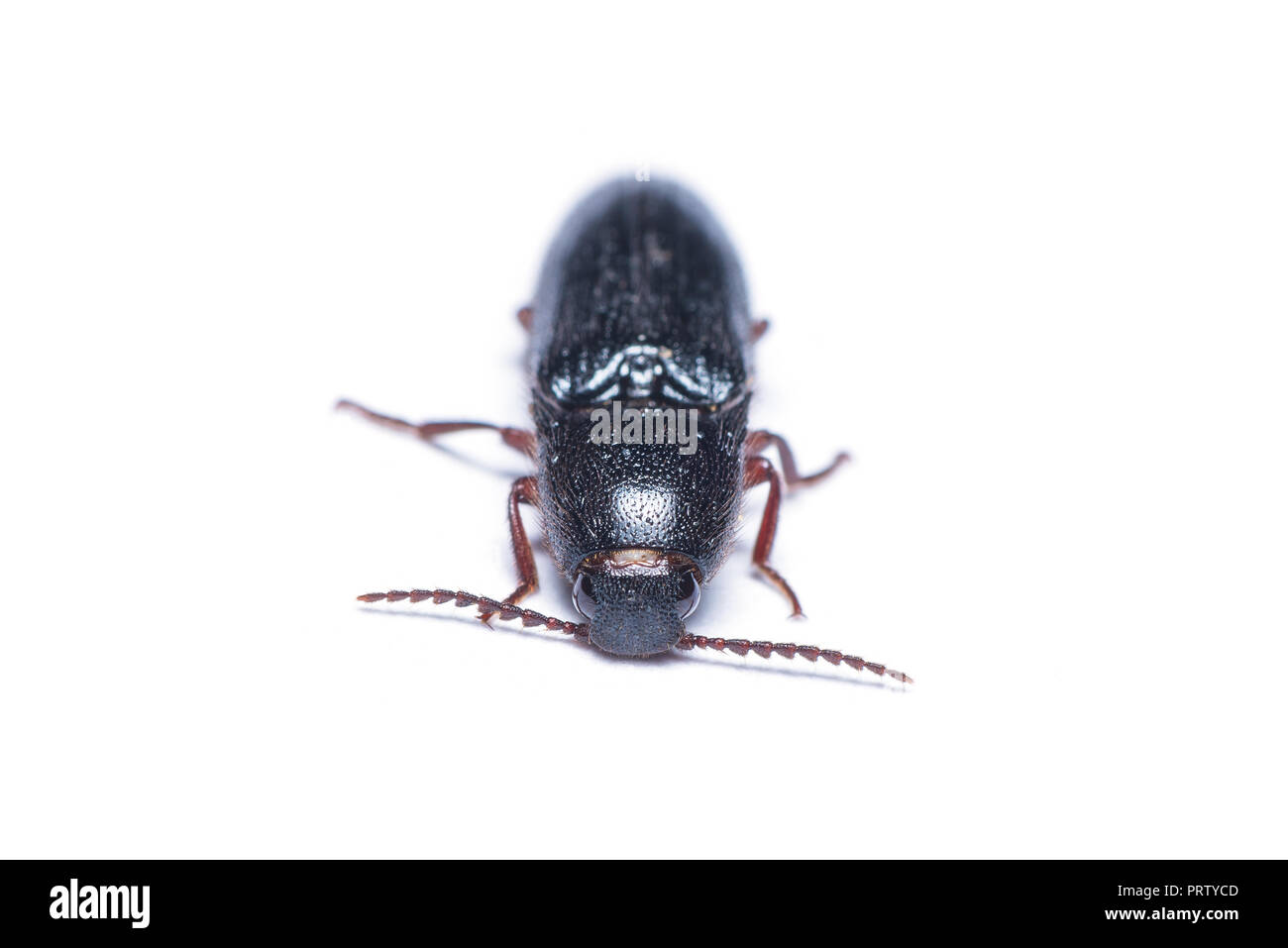 Click beetle or spring beetle isolated on white background Stock Photo