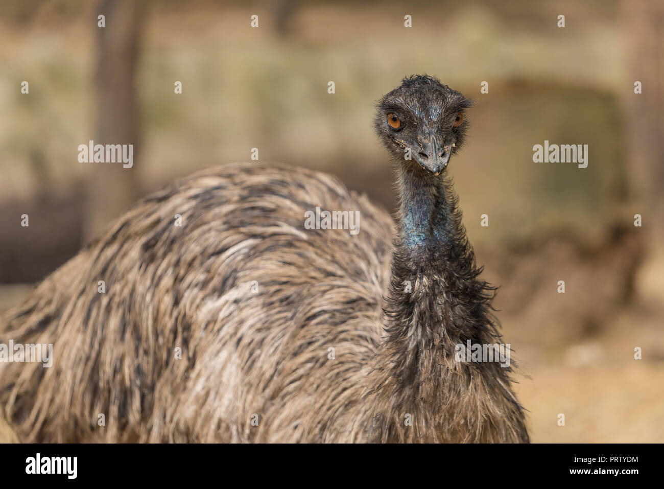 The emu is the second tallest bird in the world, only being