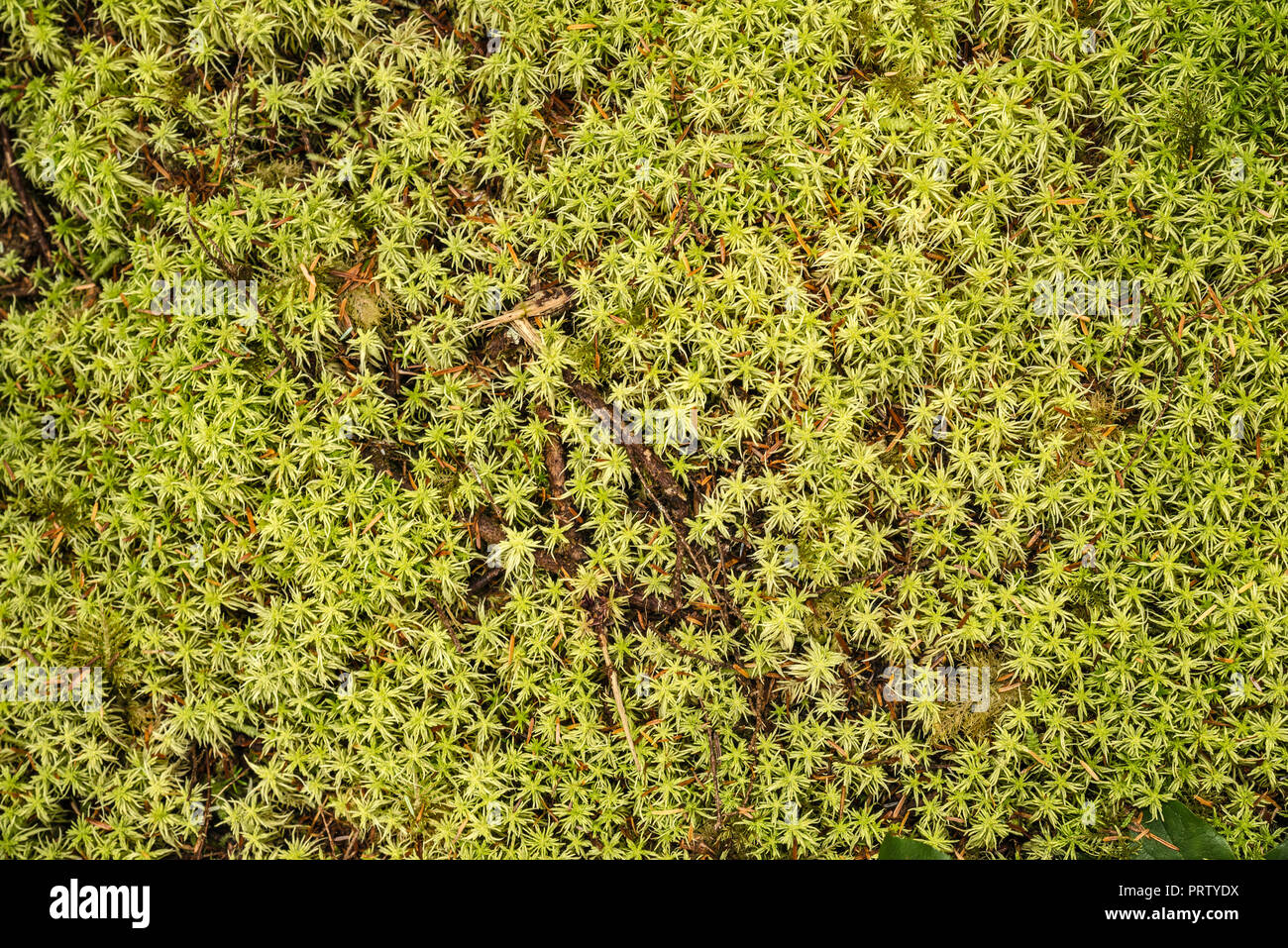 Close-up of moss, Cape Alava Trail, temperate rain forest, near Cape Alava, Pacific Coast, Olympic National Park, Washington state, USA Stock Photo