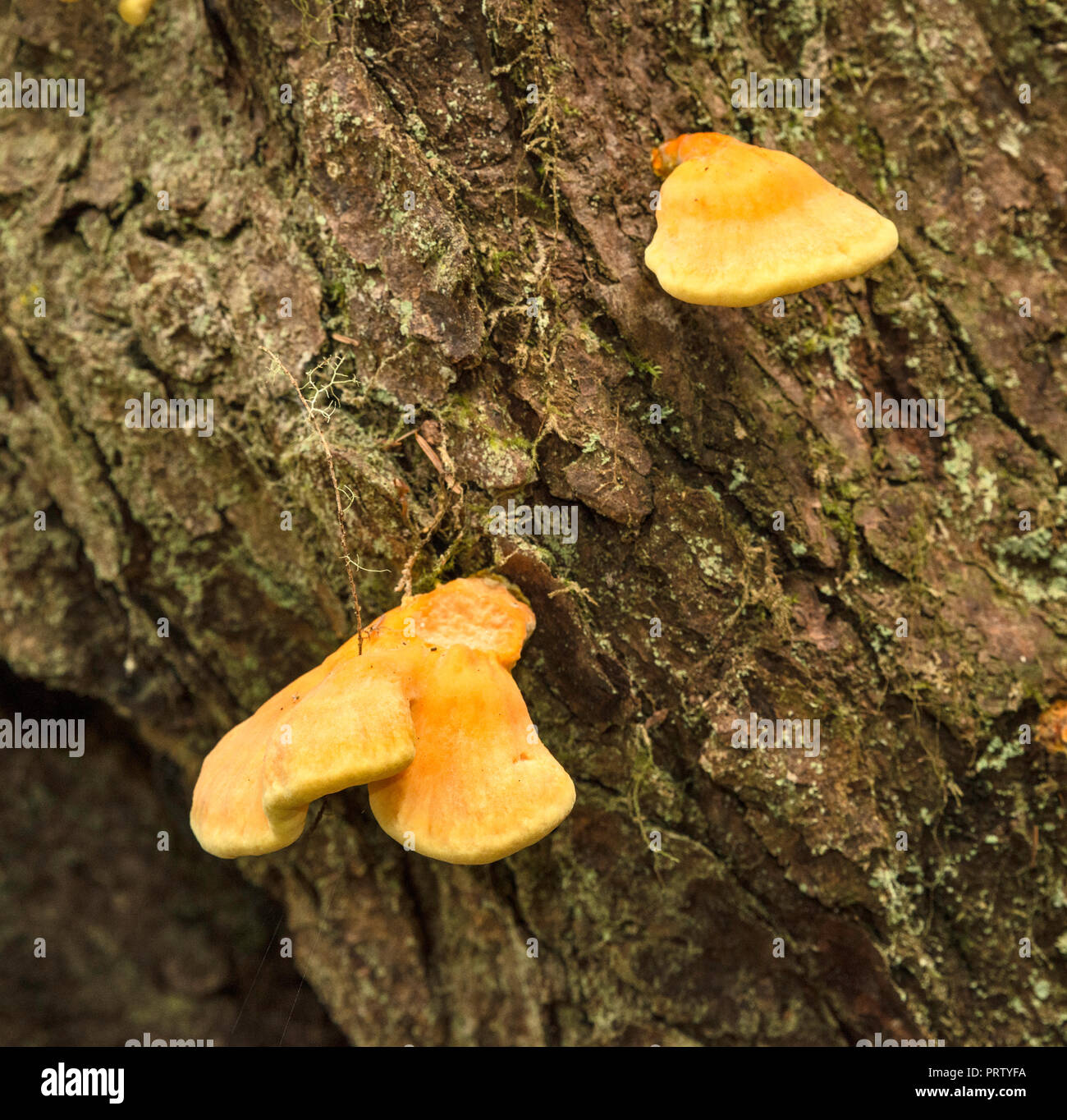 Polypores, Cape Alava Trail, temperate rain forest, near Cape Alava, Pacific Coast, Olympic National Park, Washington state, USA Stock Photo