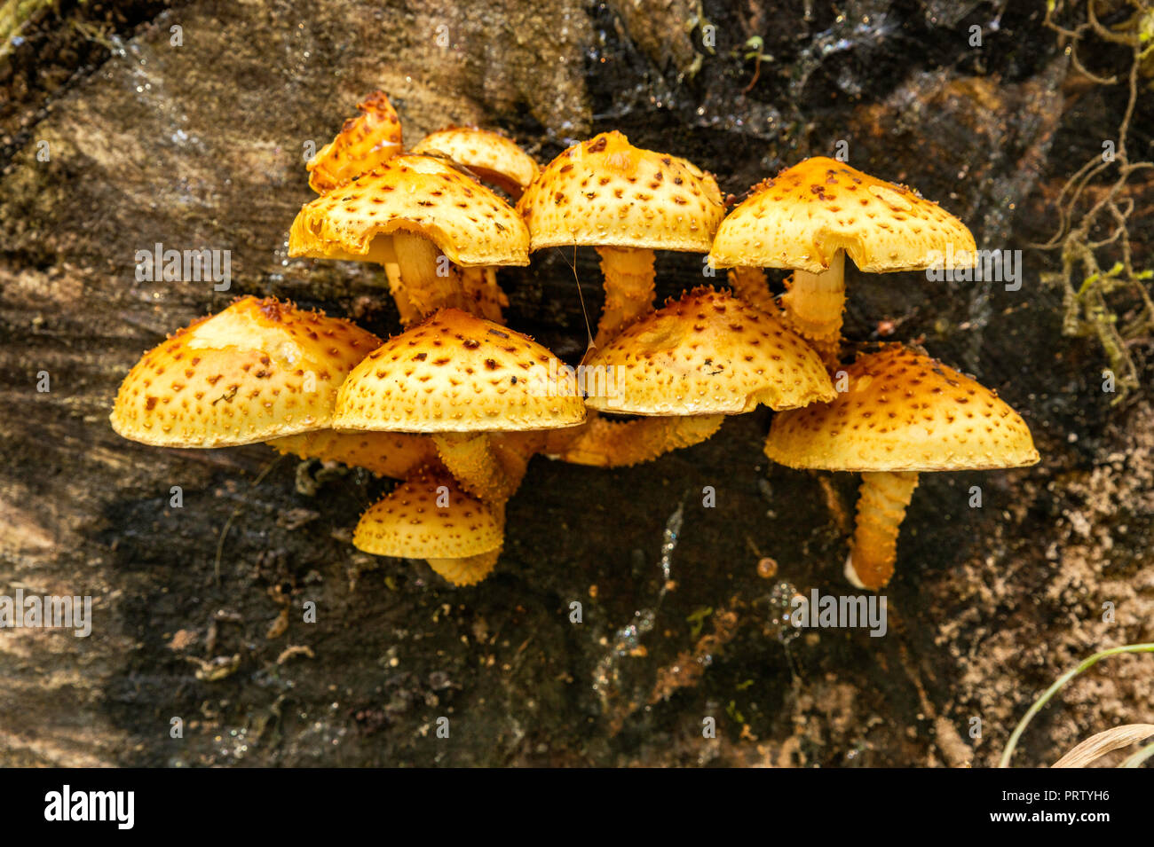 Yellow pholiota, growing on tree stump, Spruce Nature Trail, Hoh Rain Forest, Olympic National Park, Washington state, USA Stock Photo