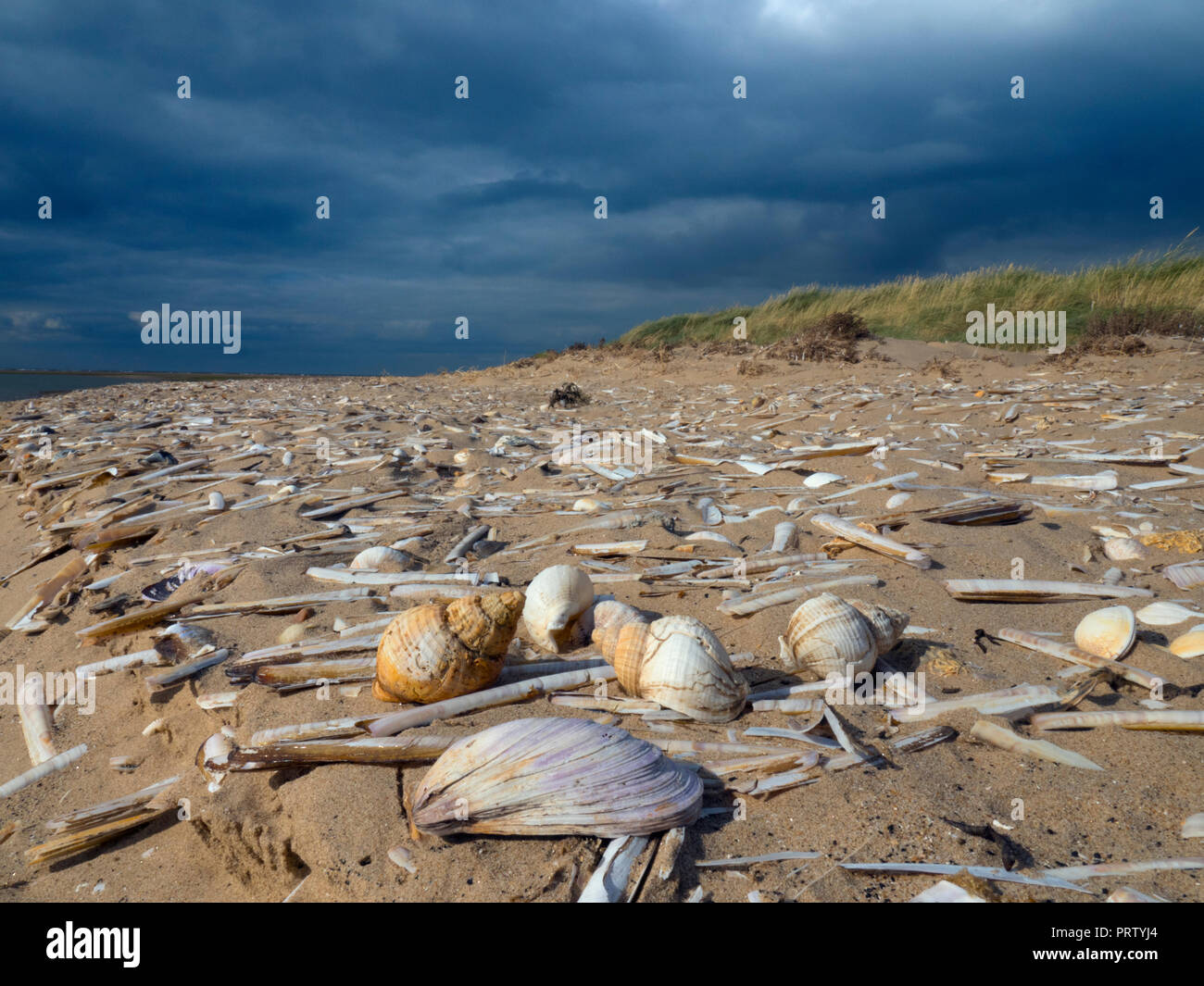 Common whelk Buccinum undatum shells on Titchwell beach Norfolk Stock Photo