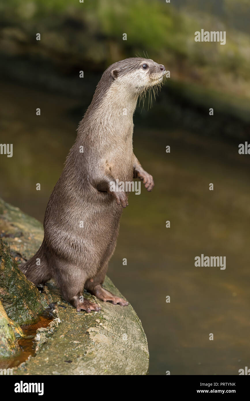 Asian small-clawed otter stand up and look at something attentively