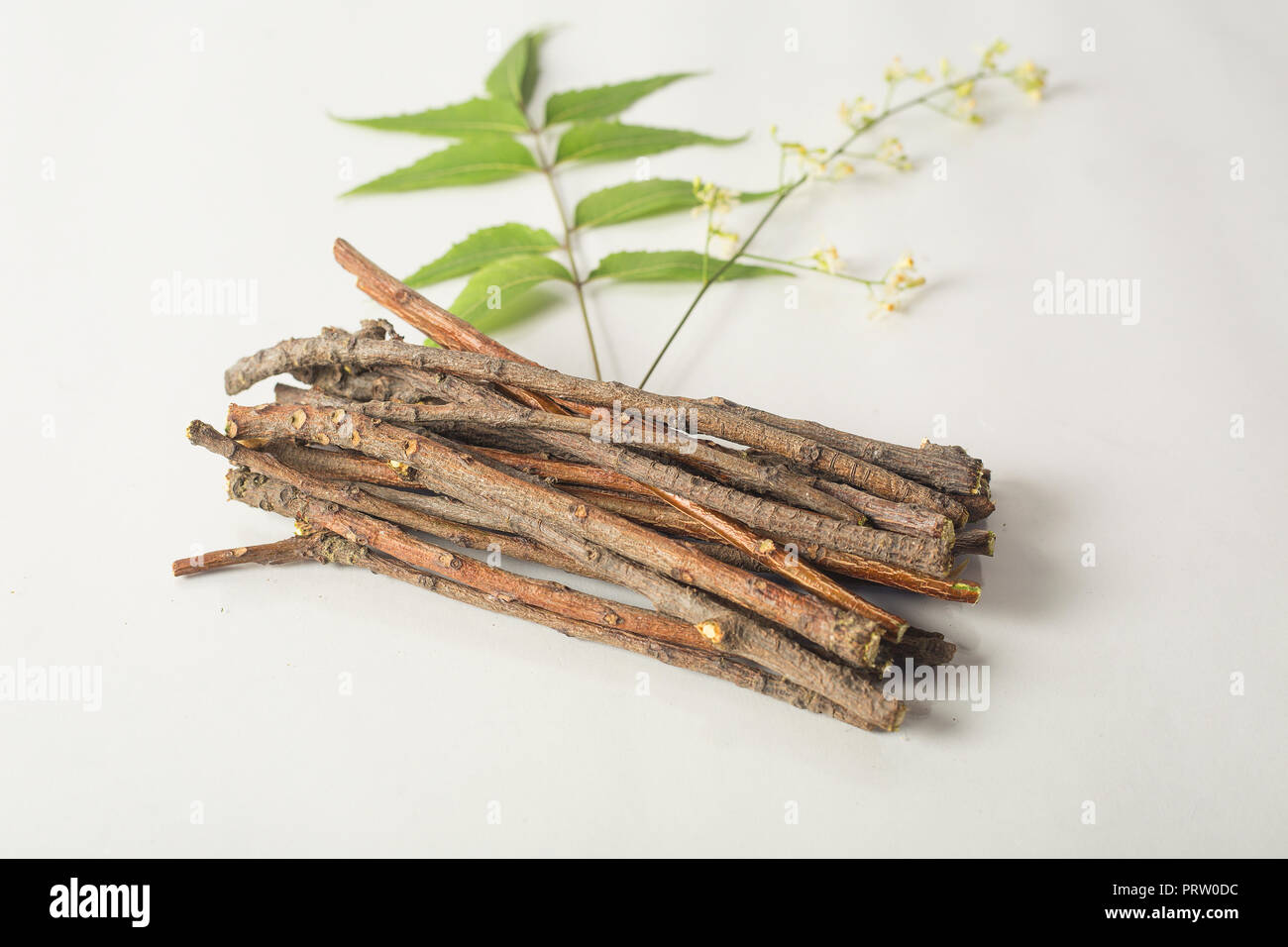 Indian Neem wood sticks with neem flowers used as toothbrush. Isolated