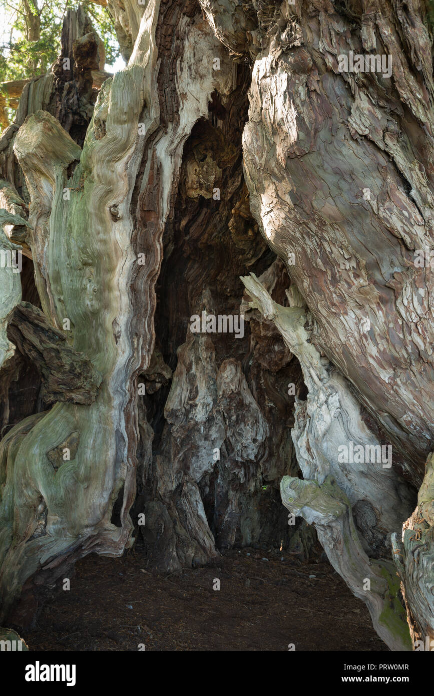 Inside of Anchient Yew tree, Taxus baccata, Crowhurst, oldest tree in