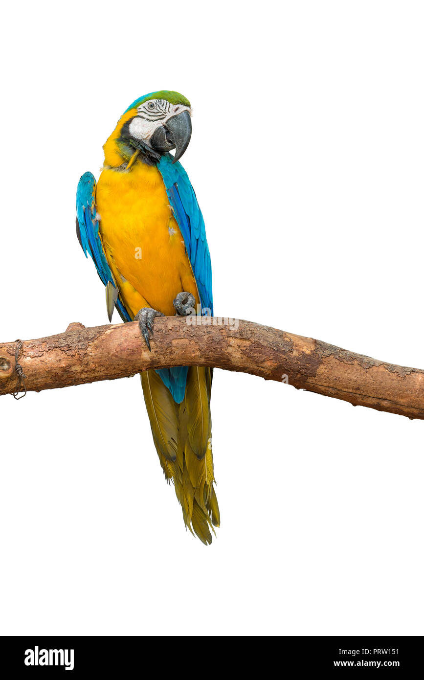 Blue and yellow macaw sit on the branch with one hand look like
