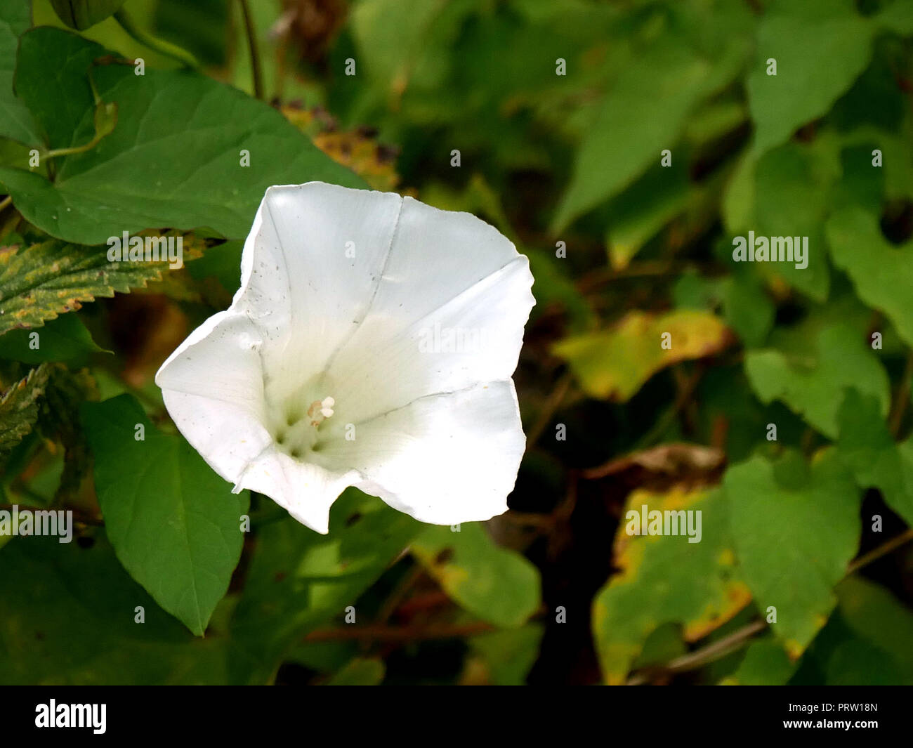 White morning glory flower - Ipomoea lacunosa Stock Photo