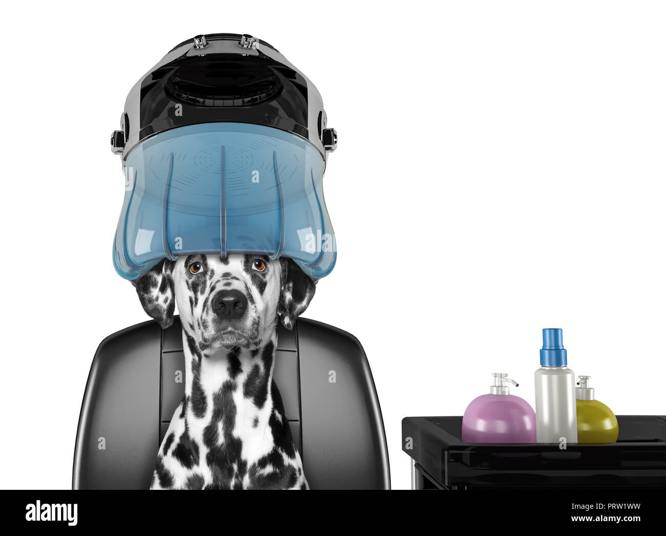Dalmatian dog sitting under the drying hood in salon -- isolated on white background Stock Photo