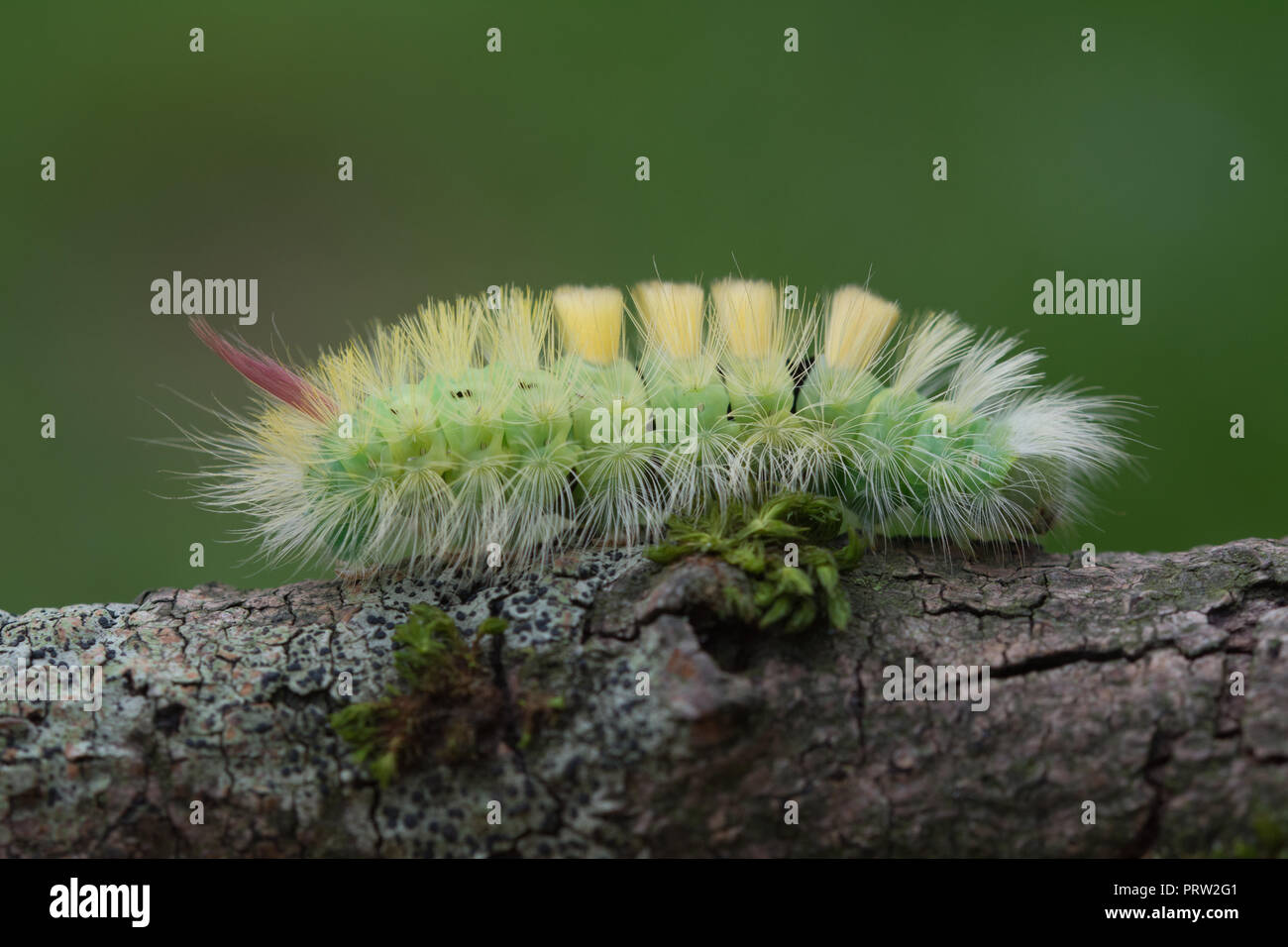 https://c8.alamy.com/comp/PRW2G1/pale-tussock-moth-caterpillar-calliteara-pudibunda-larva-PRW2G1.jpg