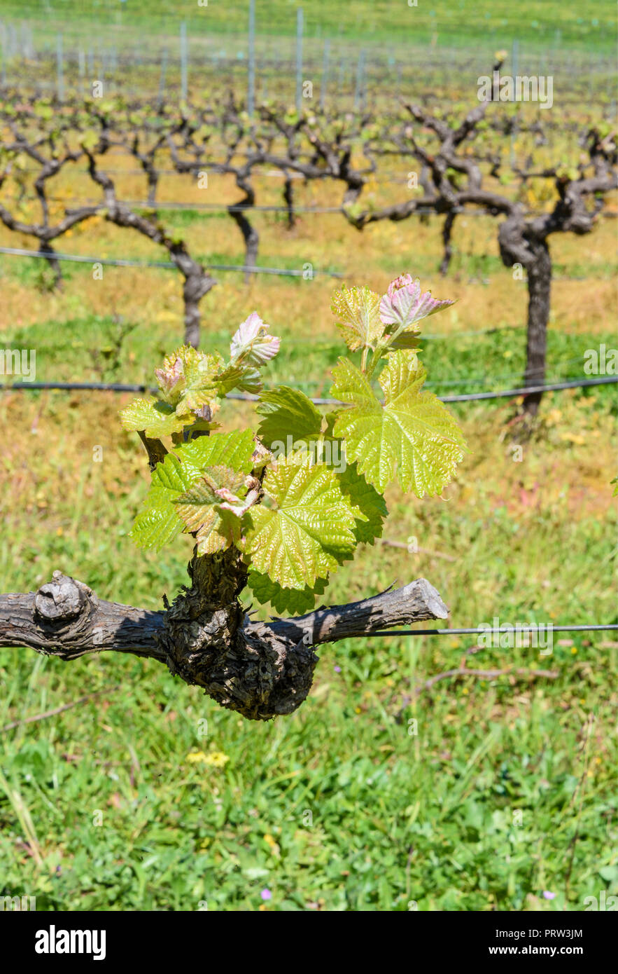 Selective focus on young Spring vine leaves at the Hainault Vineyard in the Bickley Valley, Western Australia Stock Photo