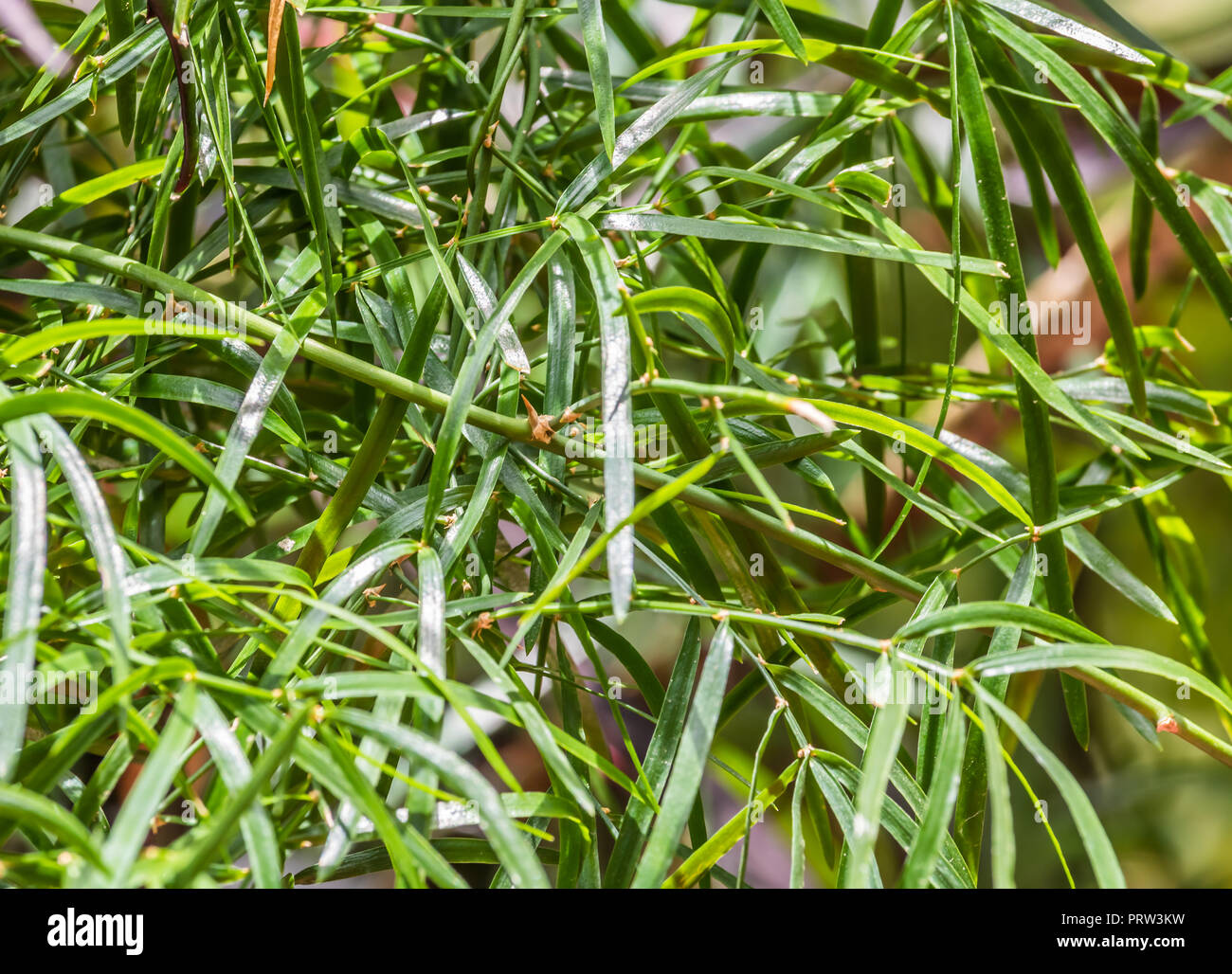 Asparagus Racemosus Stock Photo Alamy