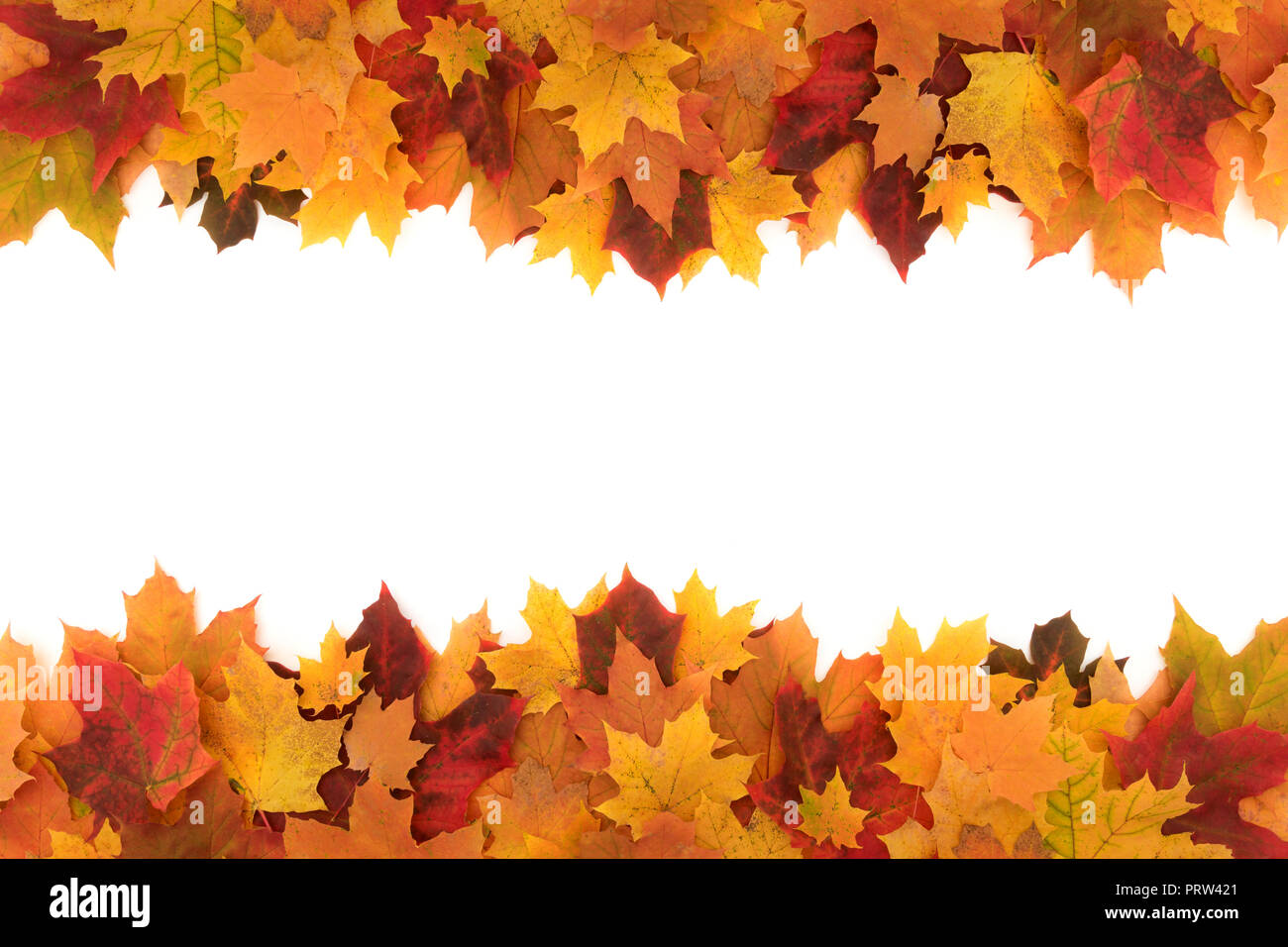 Colorful frame made of of fallen maple autumn leaves on white ...