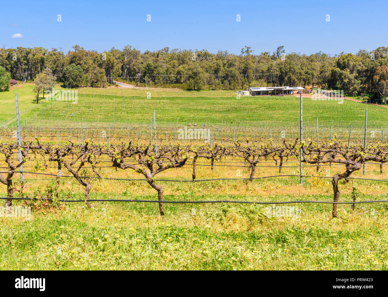 Spring grapevines at the Hainault Vineyard in the Bickley Valley, Western Australia Stock Photo