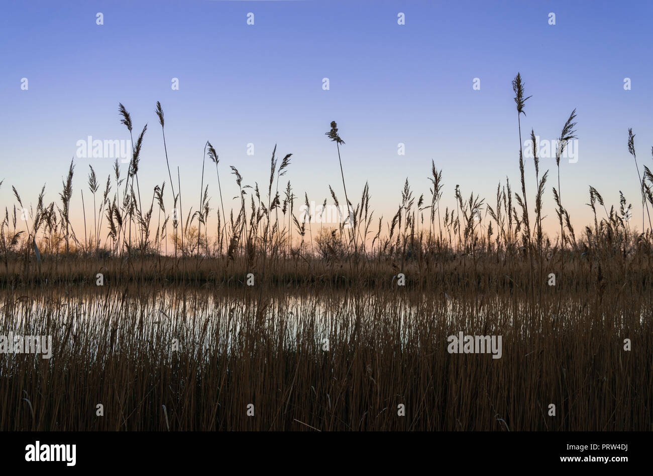 Tall brown reeds (bulrushes) near lake in a sunset time. Tranquil scene. Spring nature. Stock Photo