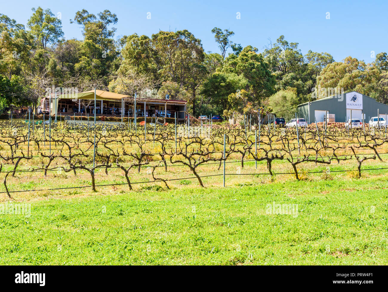 Spring grapevines at the Hainault Vineyard and Cafe in the Bickley Valley, Western Australia Stock Photo