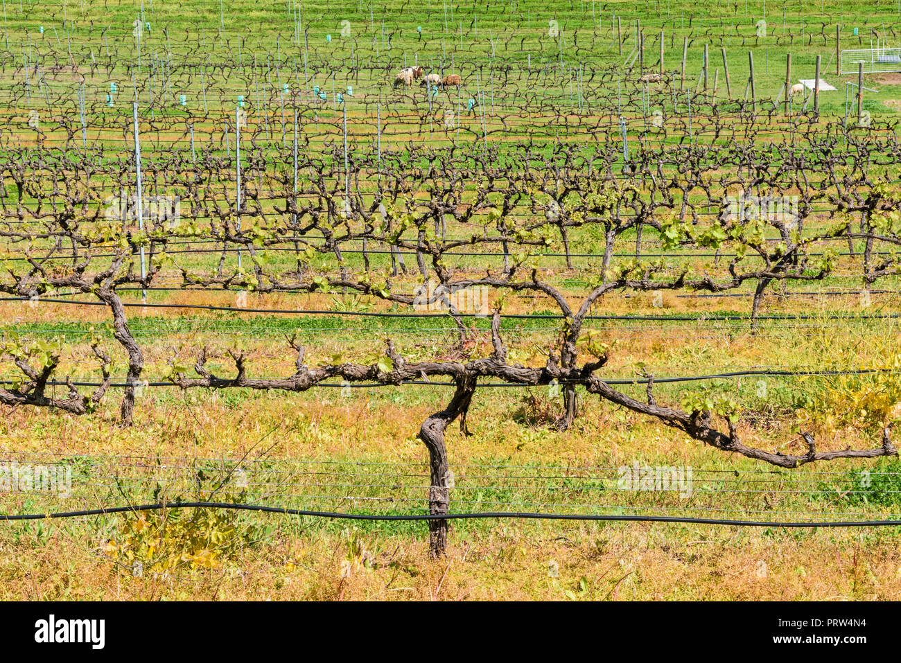 Spring grapevines at the Hainault Vineyard in the Bickley Valley