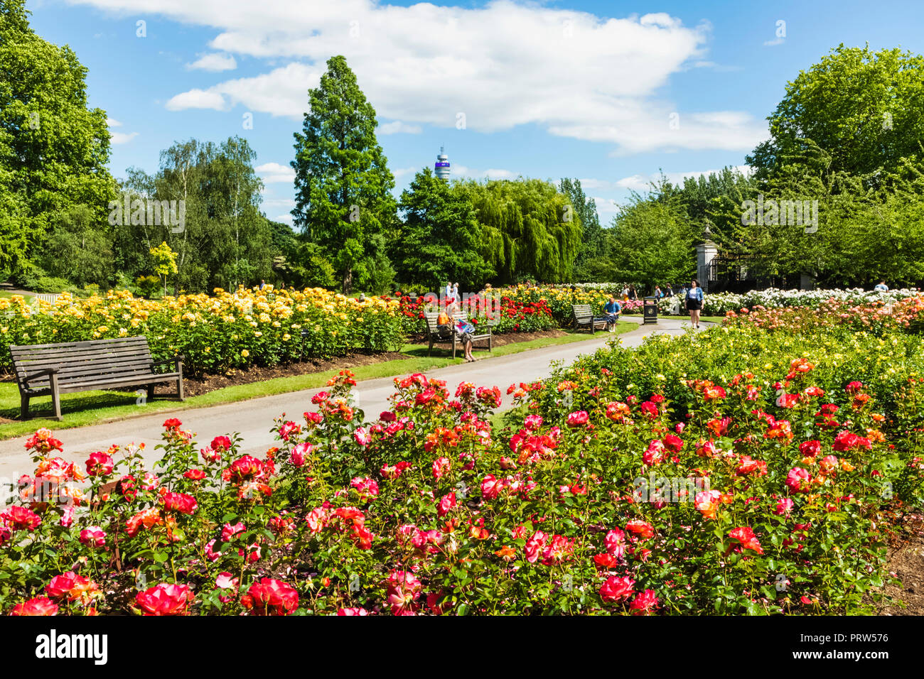 England London Regents Park Queen Mary s Gardens Roses Stock Photo 