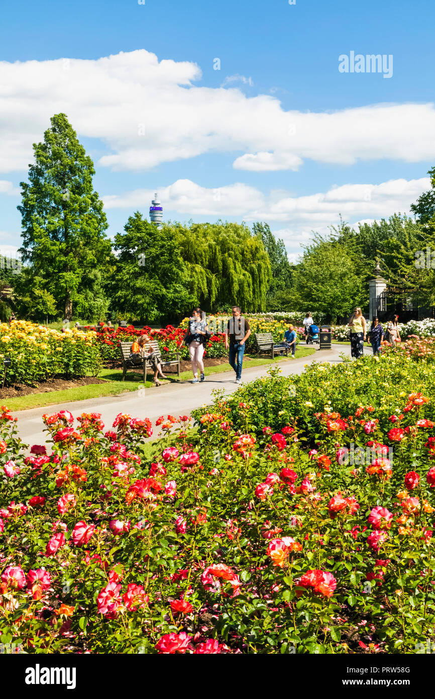 England, London, Regents Park, Queen Mary's Gardens, Roses Stock Photo